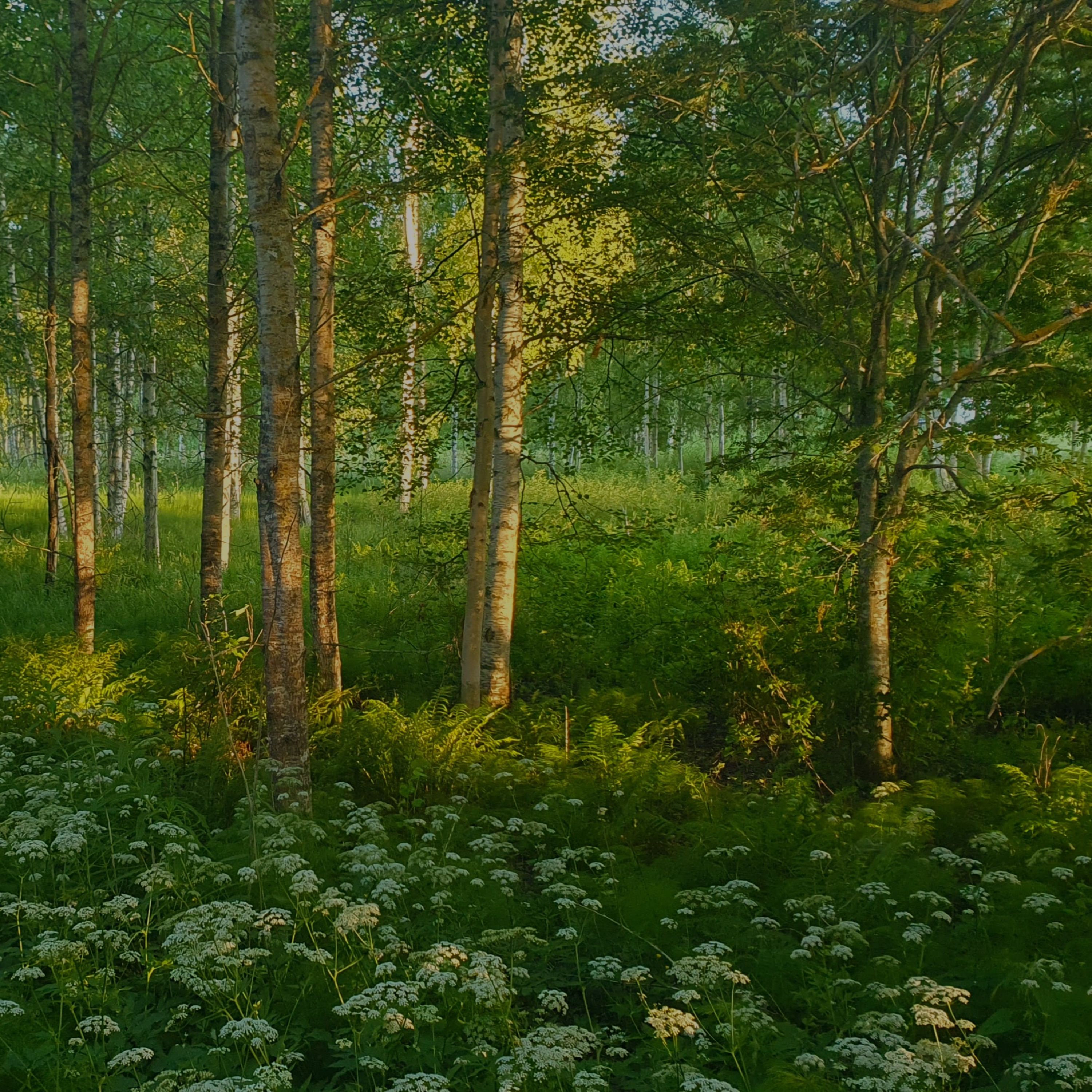 Peaceful Summer Morning in the Forest episode artwork