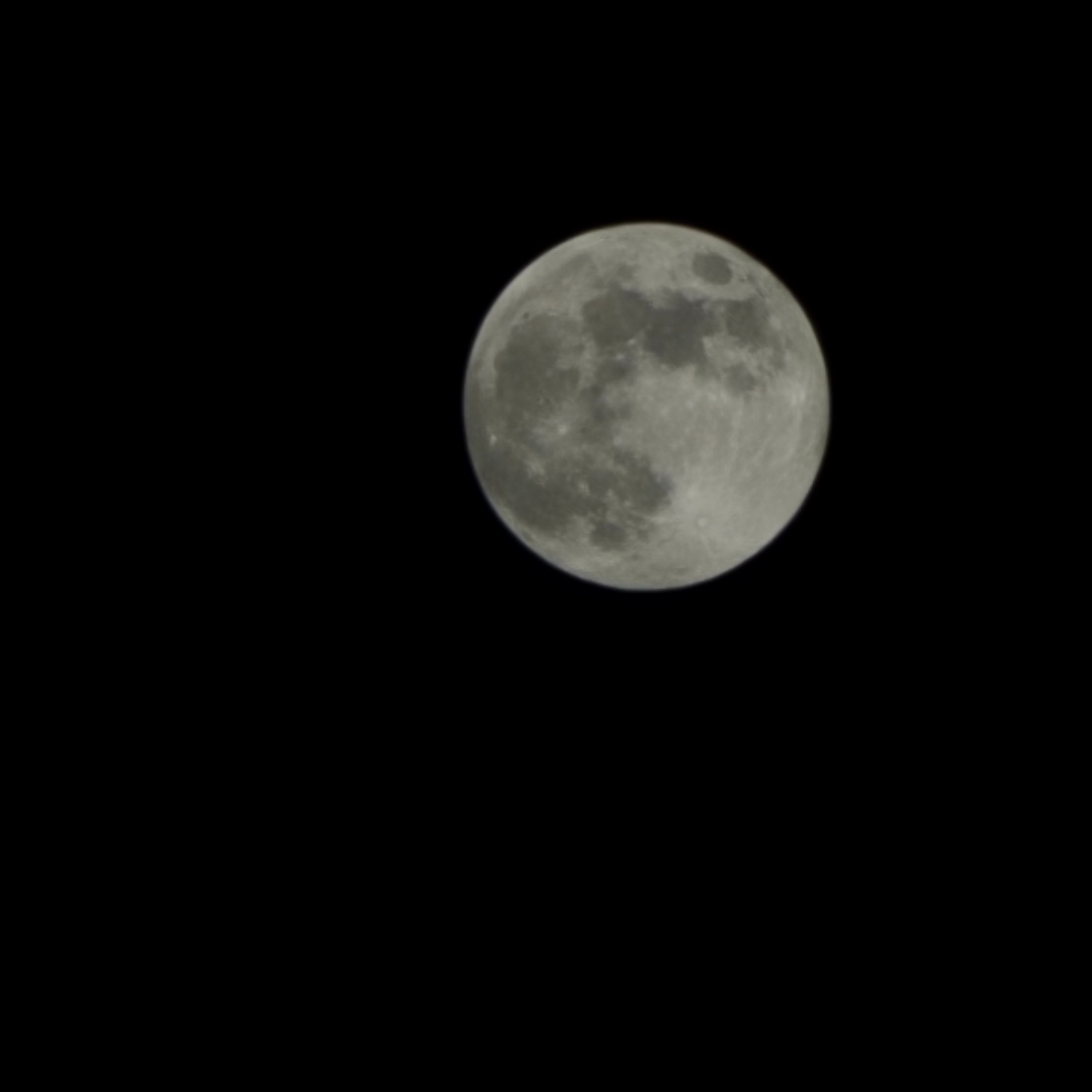 Midnight Owls: Late Winter Forest