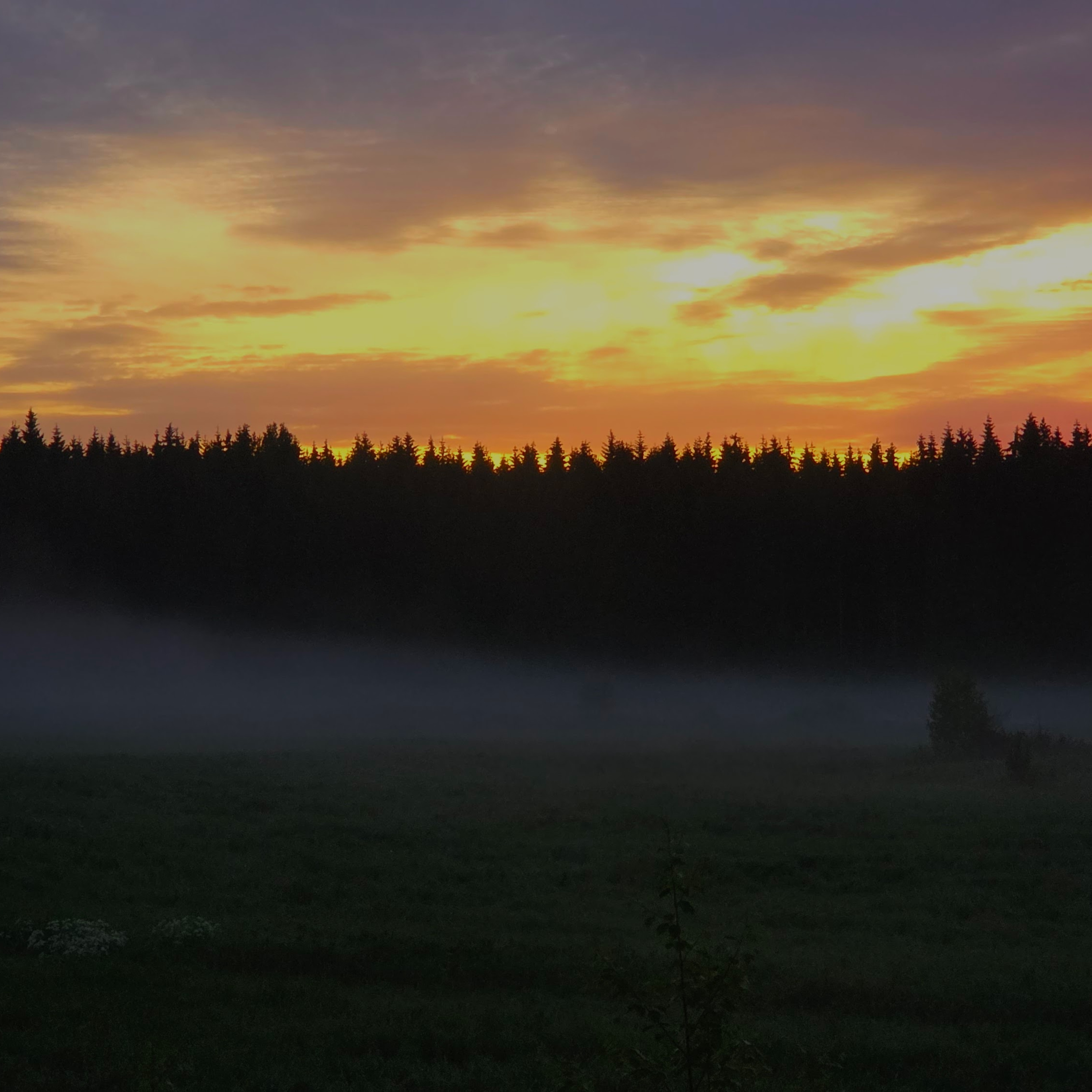 🌲 Early Summer Morning – Pure Nature Sounds episode artwork