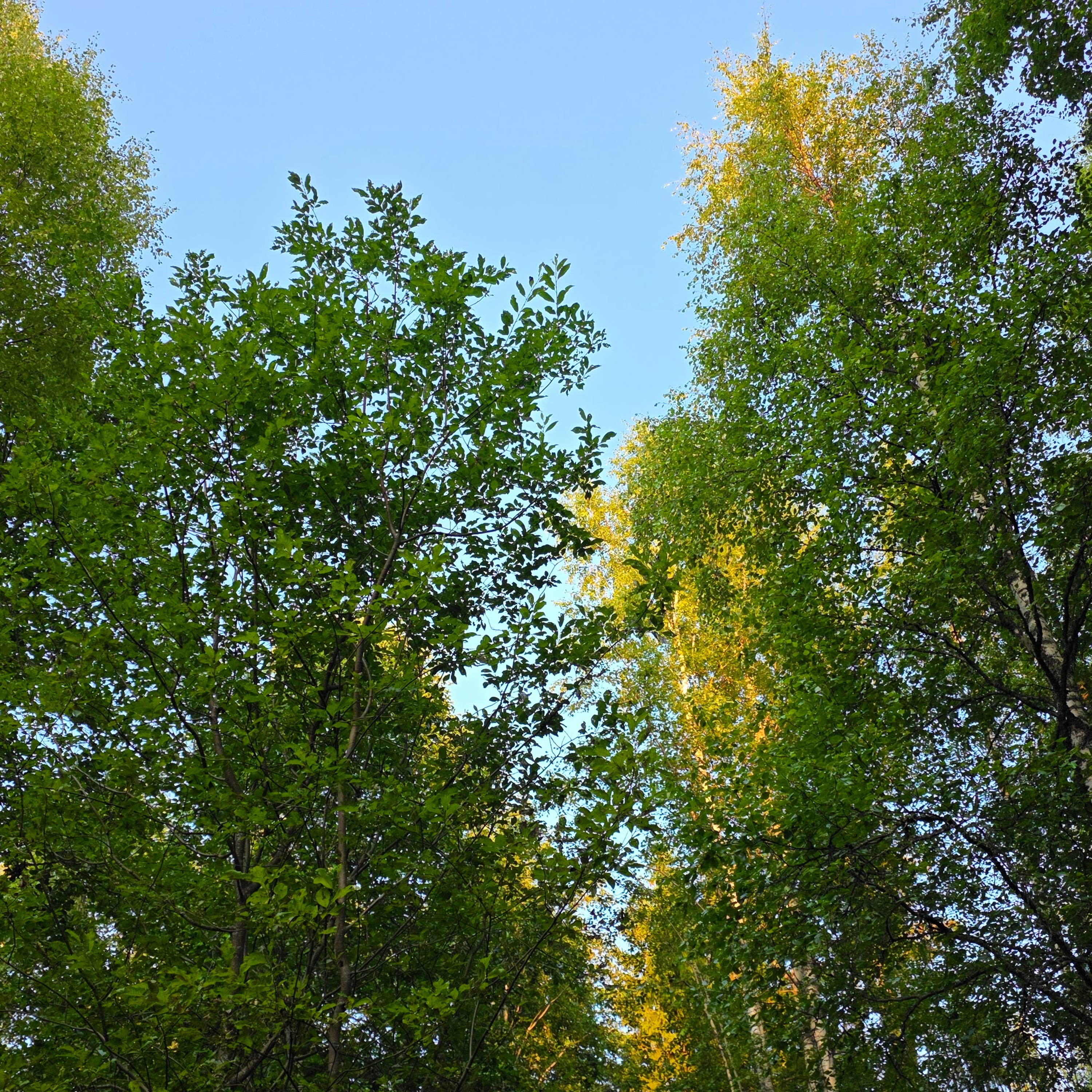 Peaceful Summer Morning in a Broadleaf Forest: Blackcap & Chiffchaff (Nature Sounds) episode artwork