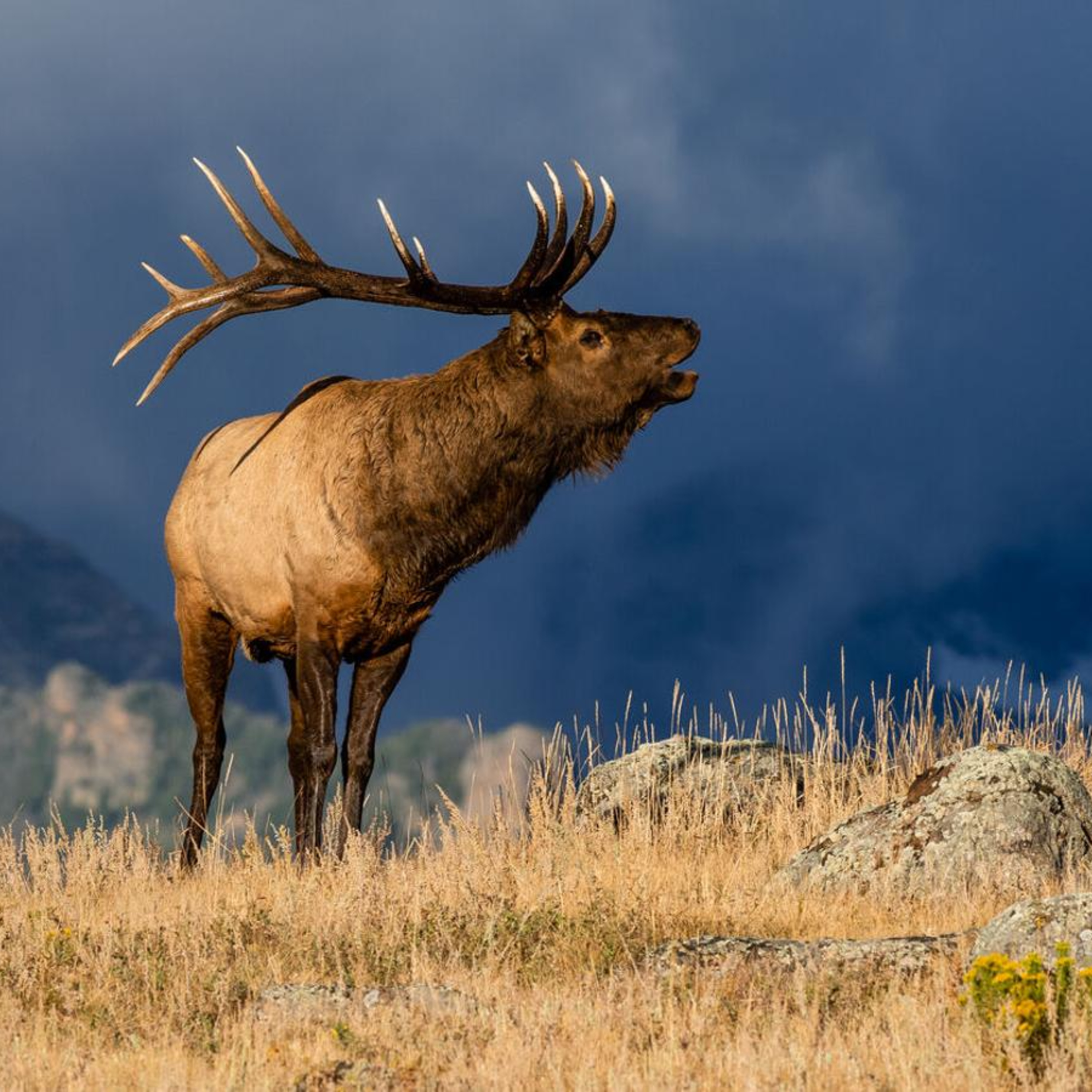 EP.86-(Elk Racks and Gun RIGHTS) Must Listen