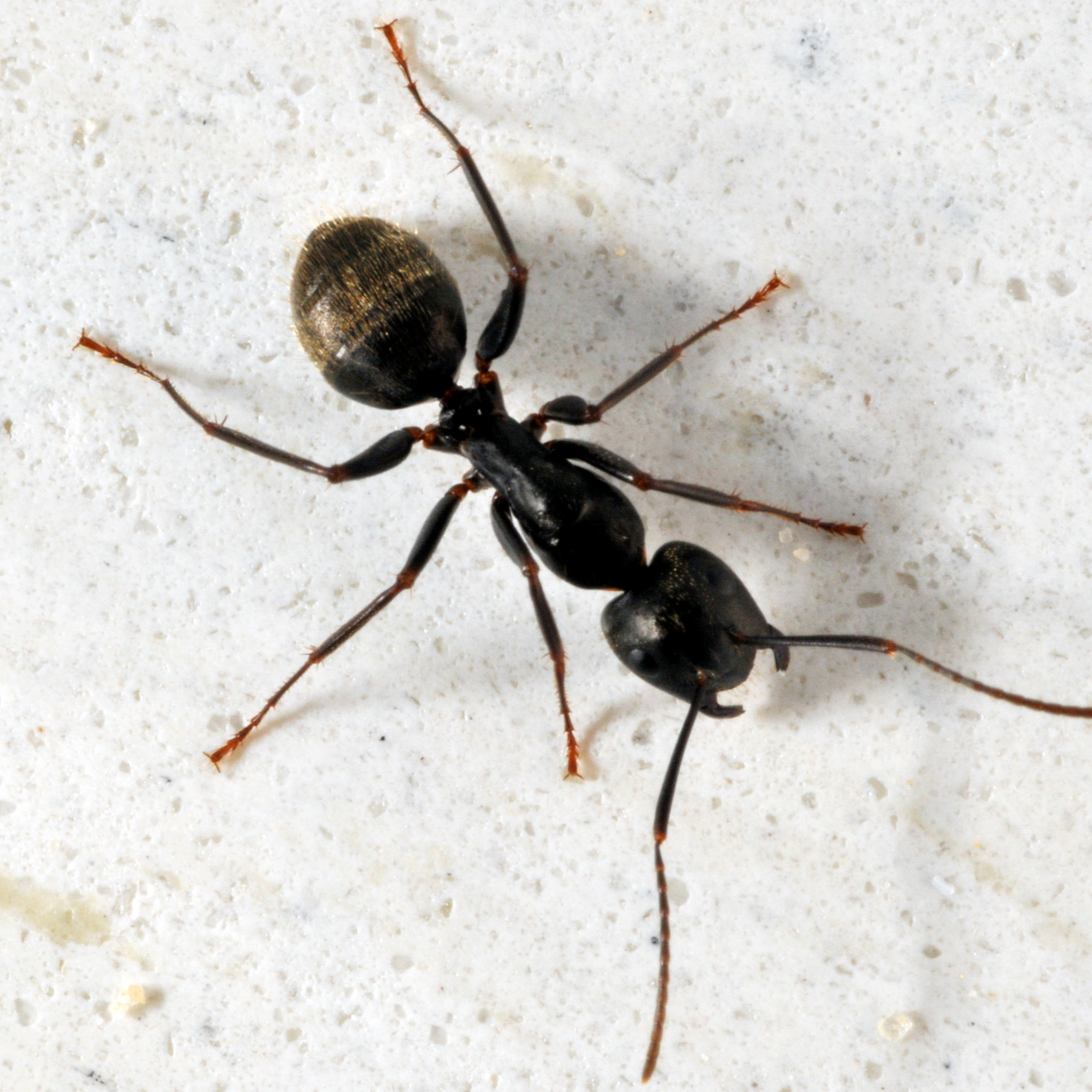 EP. 114- Everyday with (The Ant man)