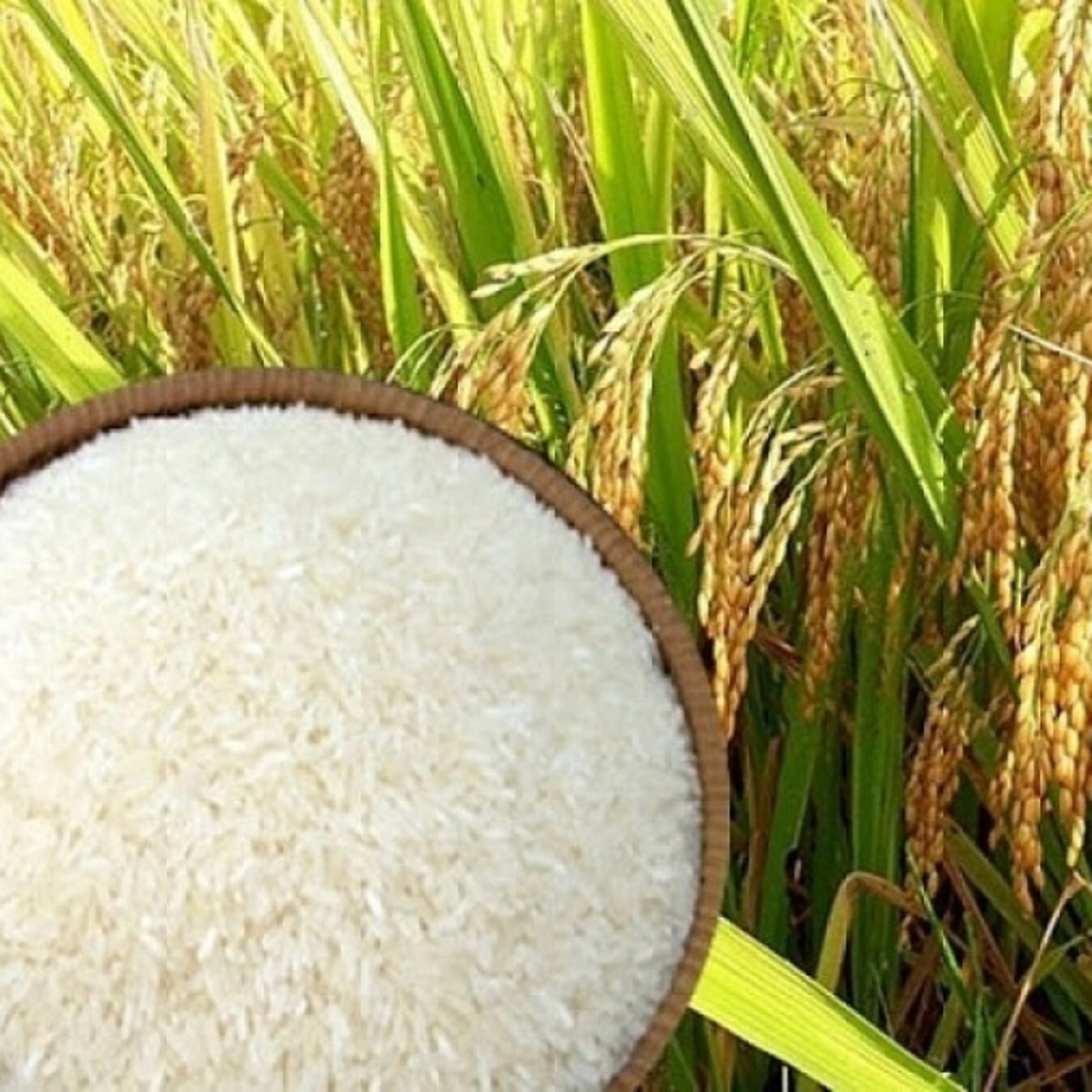 Thời sự 6h 14/8/2025: Duy trì ổn định, gạo xuất khẩu của Việt Nam tăng cao