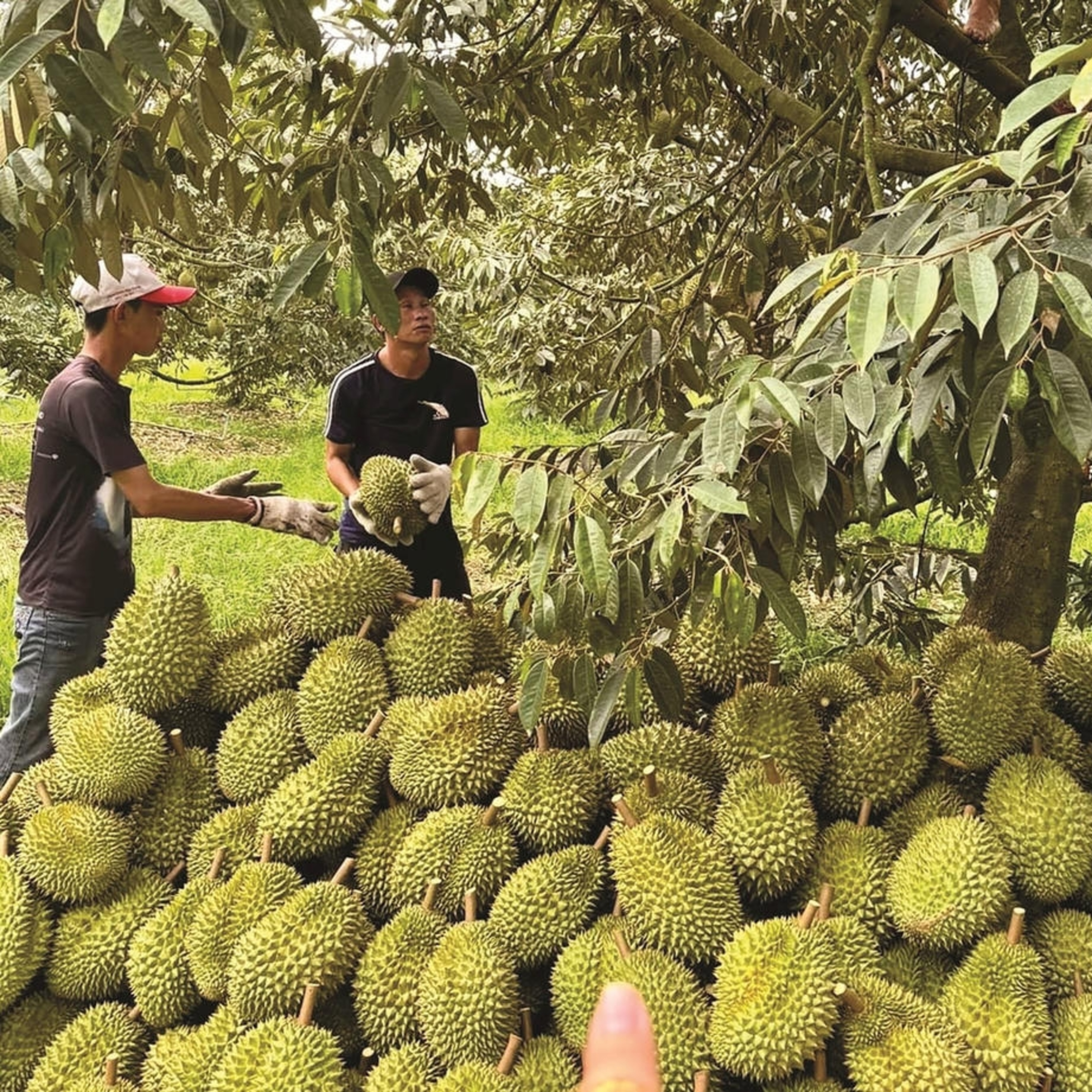 Thời sự 12h 9/5/2026: Hàng loạt lô sầu riêng có nguy cơ chậm thông quan do ùn ứ kiểm nghiệm
