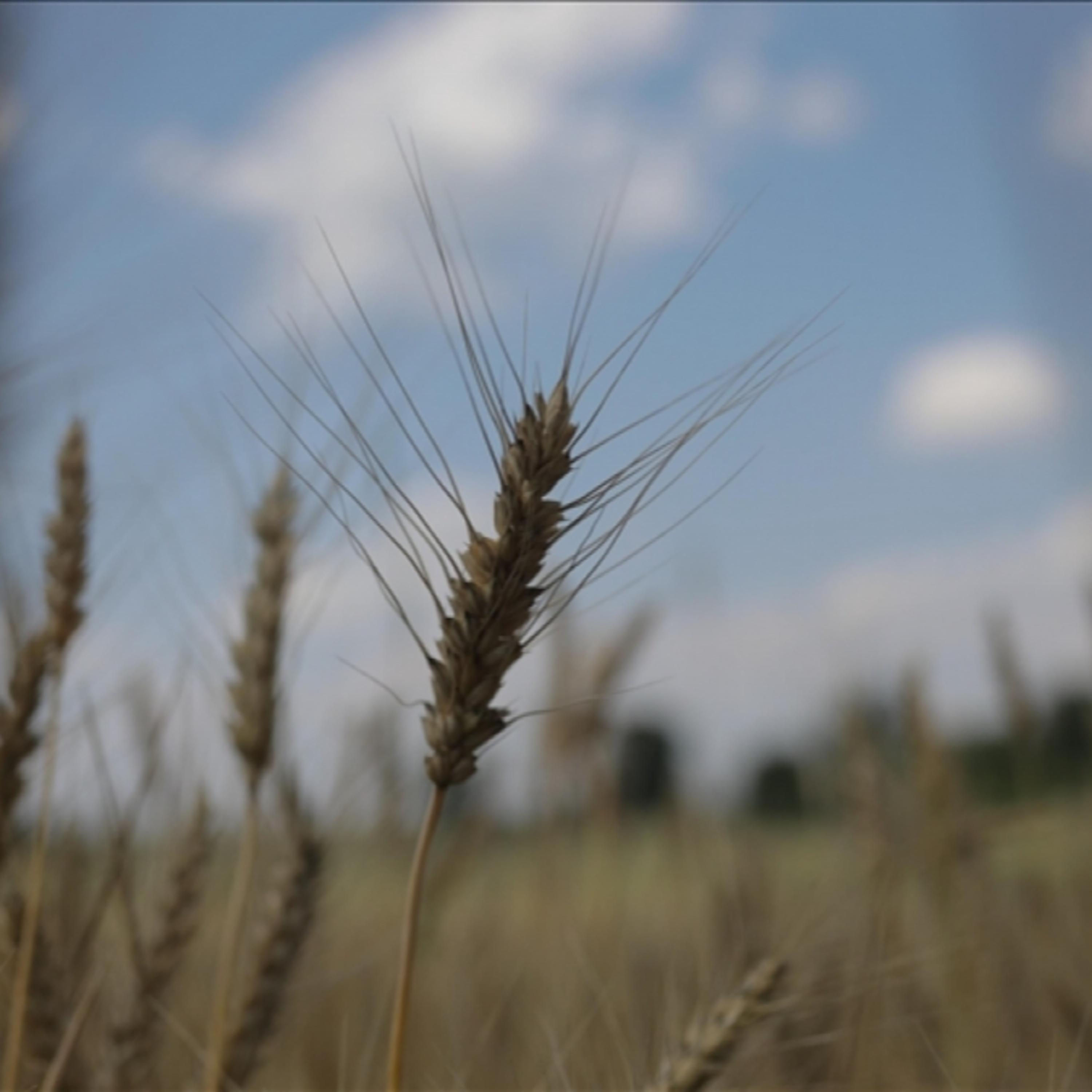 Tin quốc tế - EU kêu gọi Ba Lan, Hungary, Slovakia dỡ bỏ lệnh cấm nhập khẩu với Ukraine