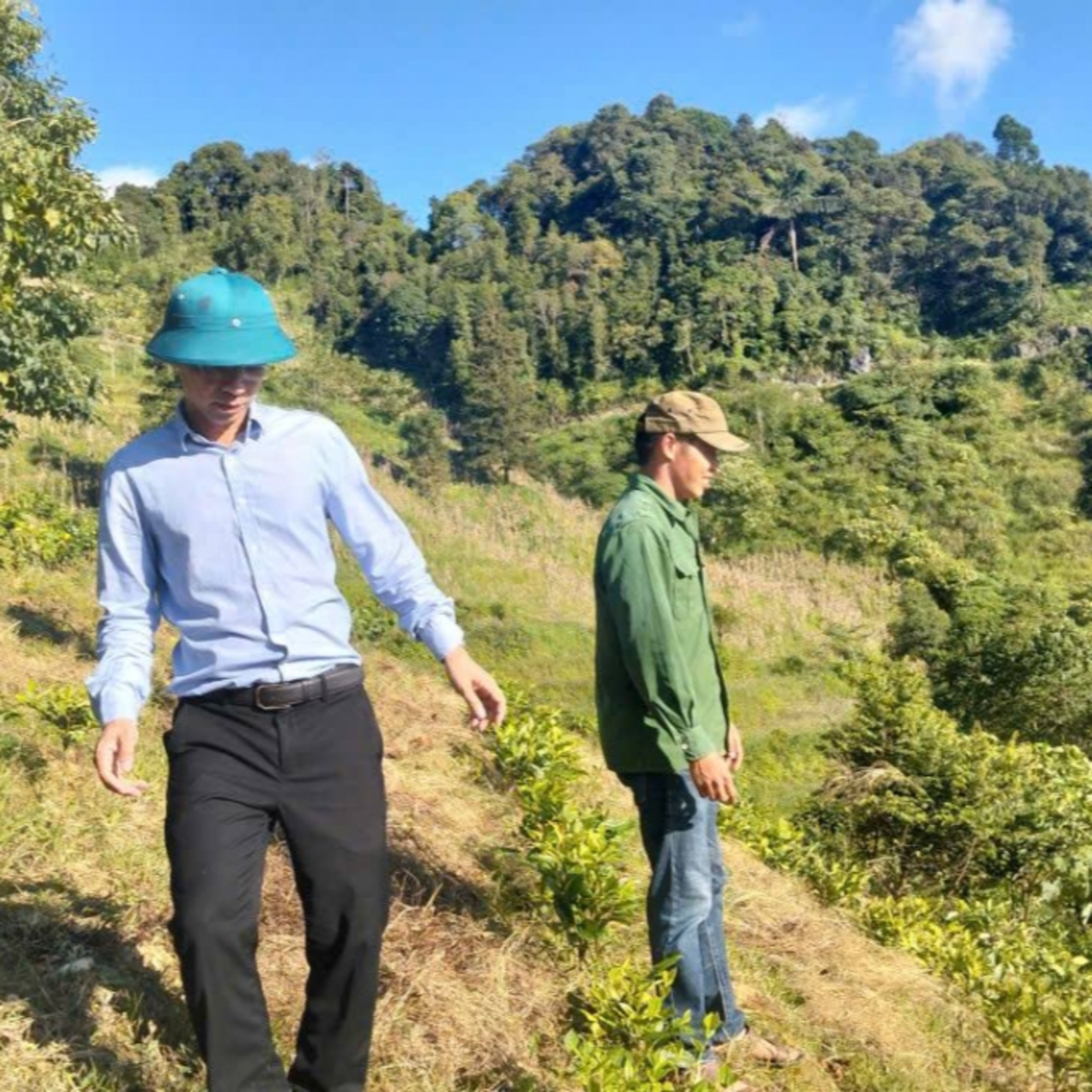 Tin trong nước - Lào Cai: Phát triển vùng nguyên liệu chè hướng đi bền vững trong công tác giảm nghèo