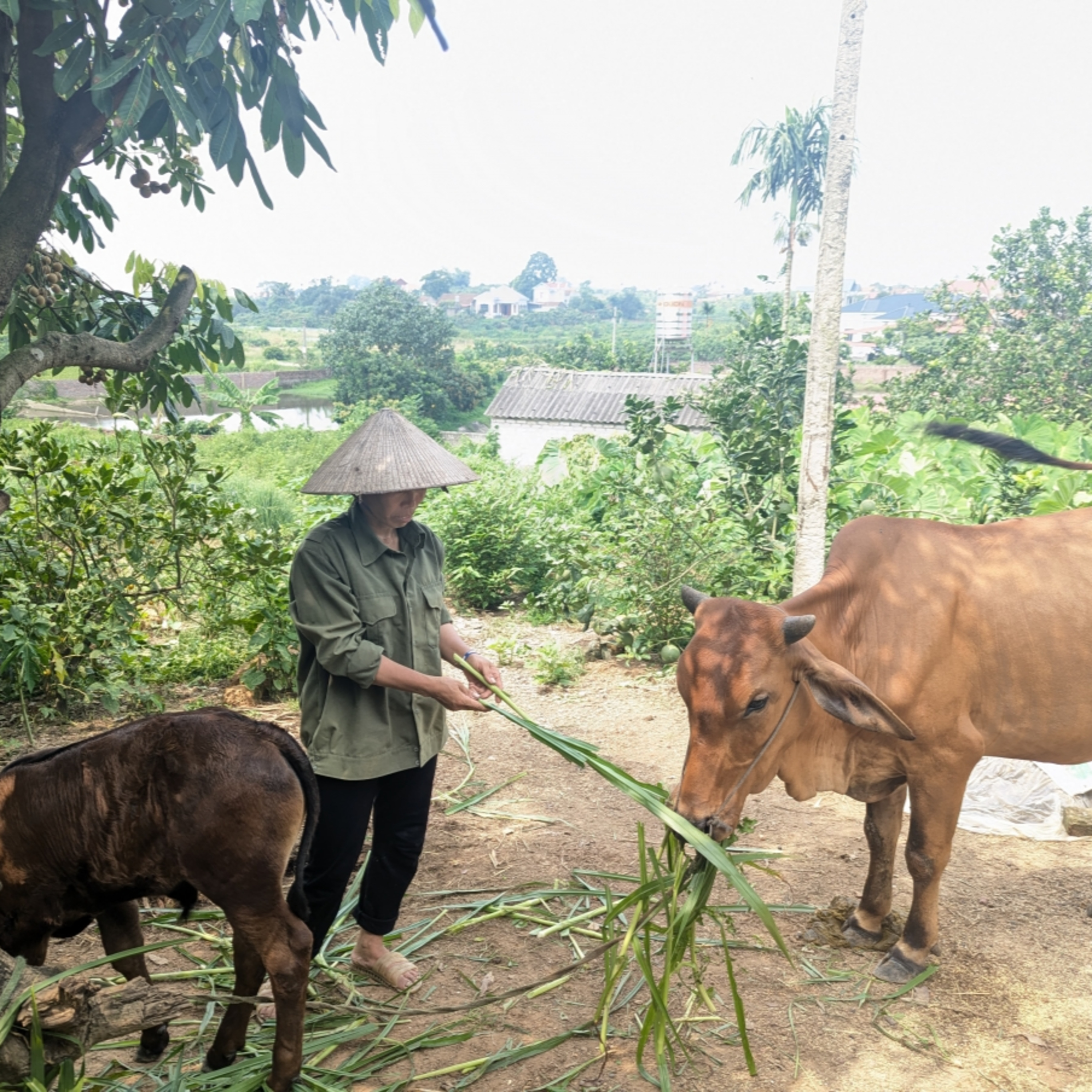 Tin trong nước - Tỉnh Bắc Ninh thực hiện nhiều chính sách giảm nghèo phù hợp Tin trong nước - Tỉnh Bắc Ninh thực hiện nhiều chính sách giảm nghèo phù hợp