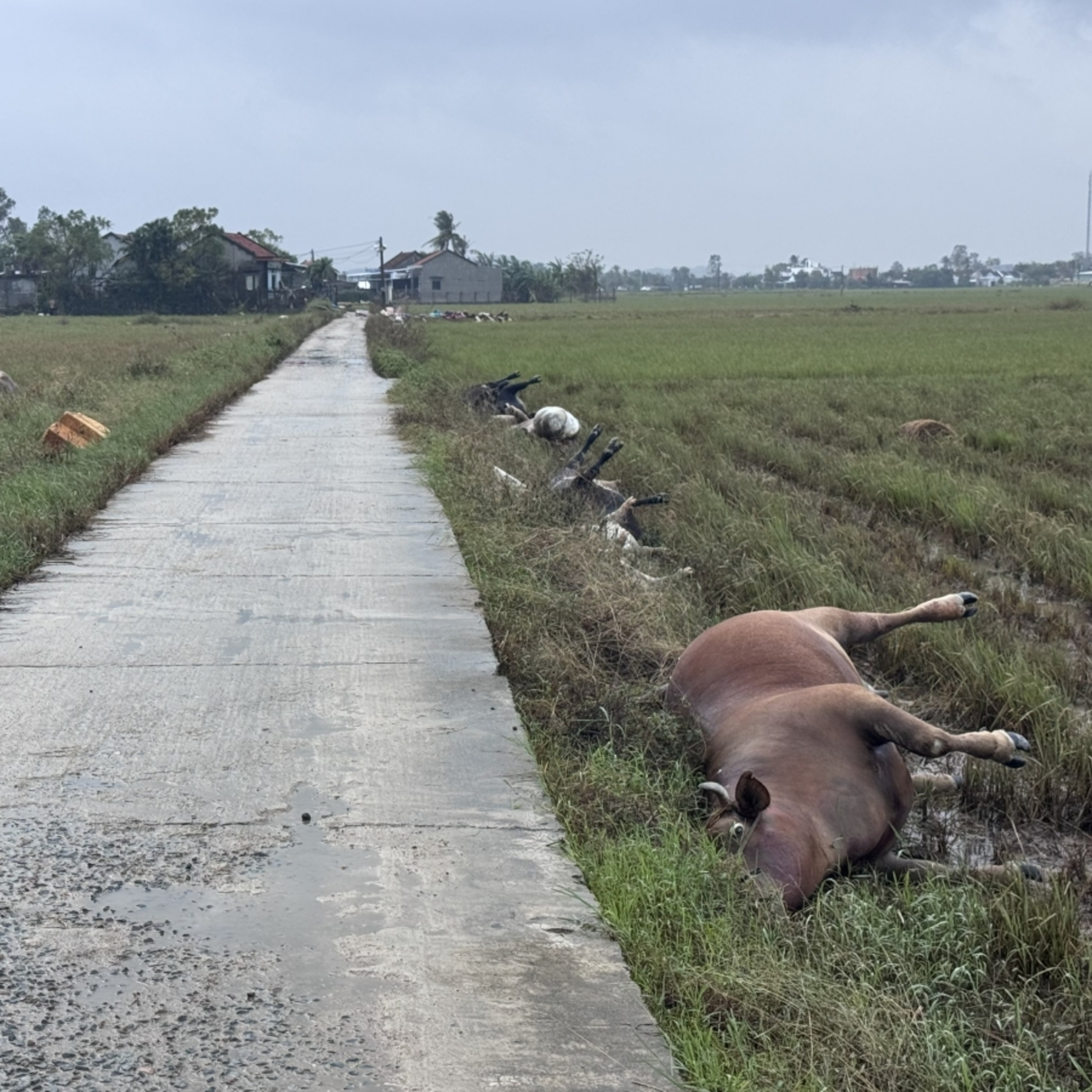 Tin trong nước - Đắk Lắk khẩn trương vệ sinh-phòng dịch ở vùng lũ phía Đông Tin trong nước - Đắk Lắk khẩn trương vệ sinh-phòng dịch ở vùng lũ phía Đông