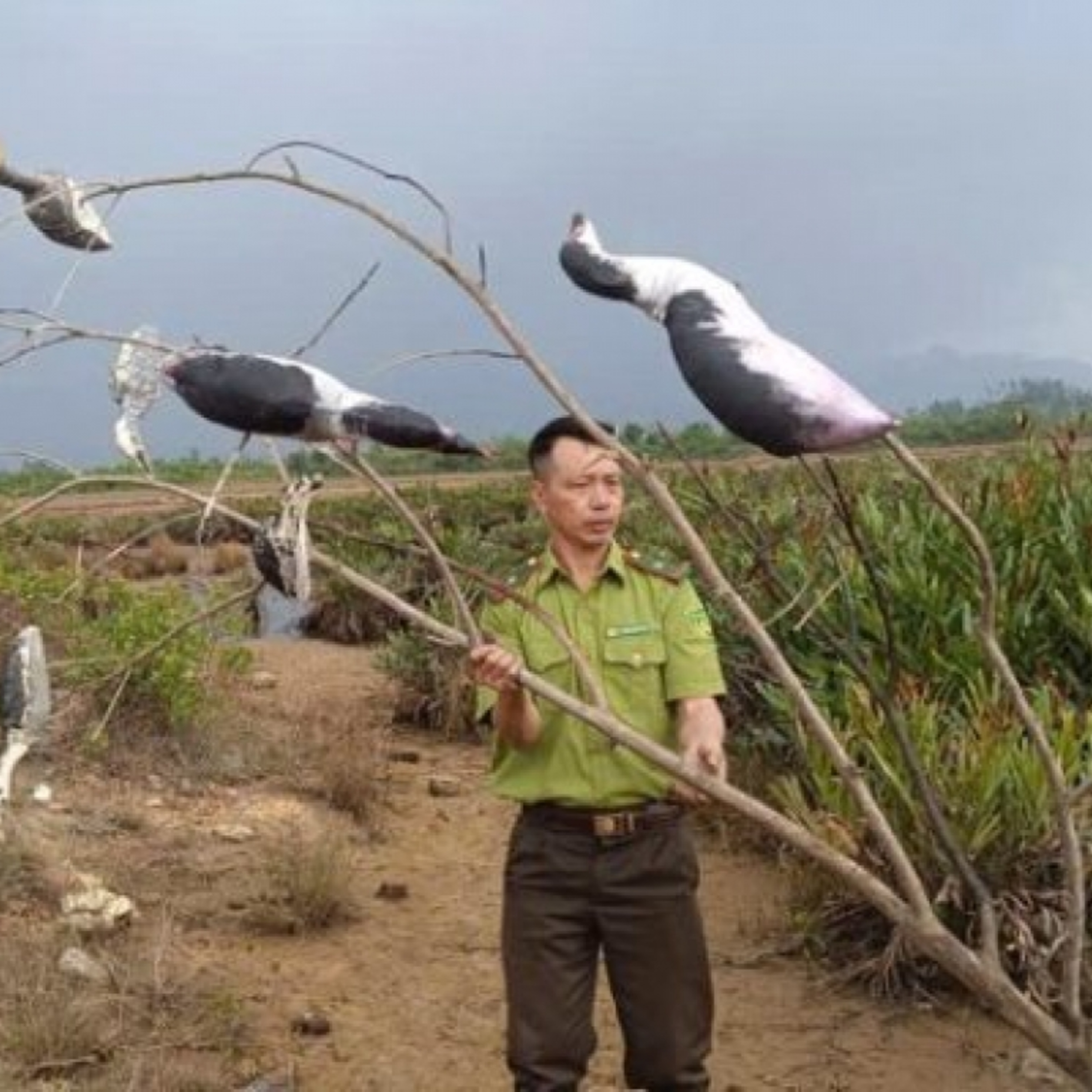 Tin trong nước - Cục Lâm nghiệp và Kiểm lâm kiểm tra các khu vực trọng điểm về bẫy bắt chim cư tại Quảng Ninh