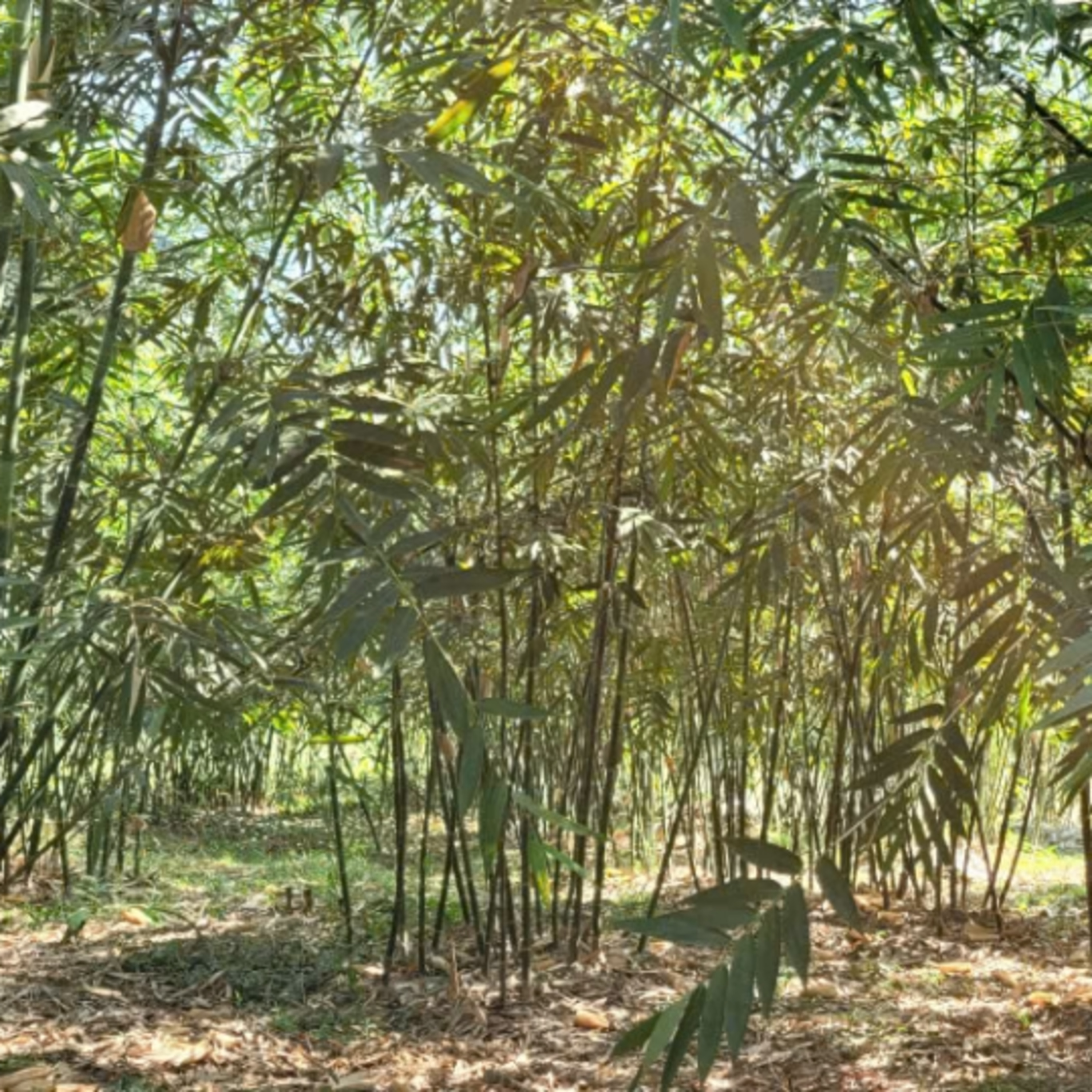 Tin trong nước - Xã Ngọc Thiện (Bắc Ninh) hỗ trợ người dân phát triển kinh tế nông nghiệp