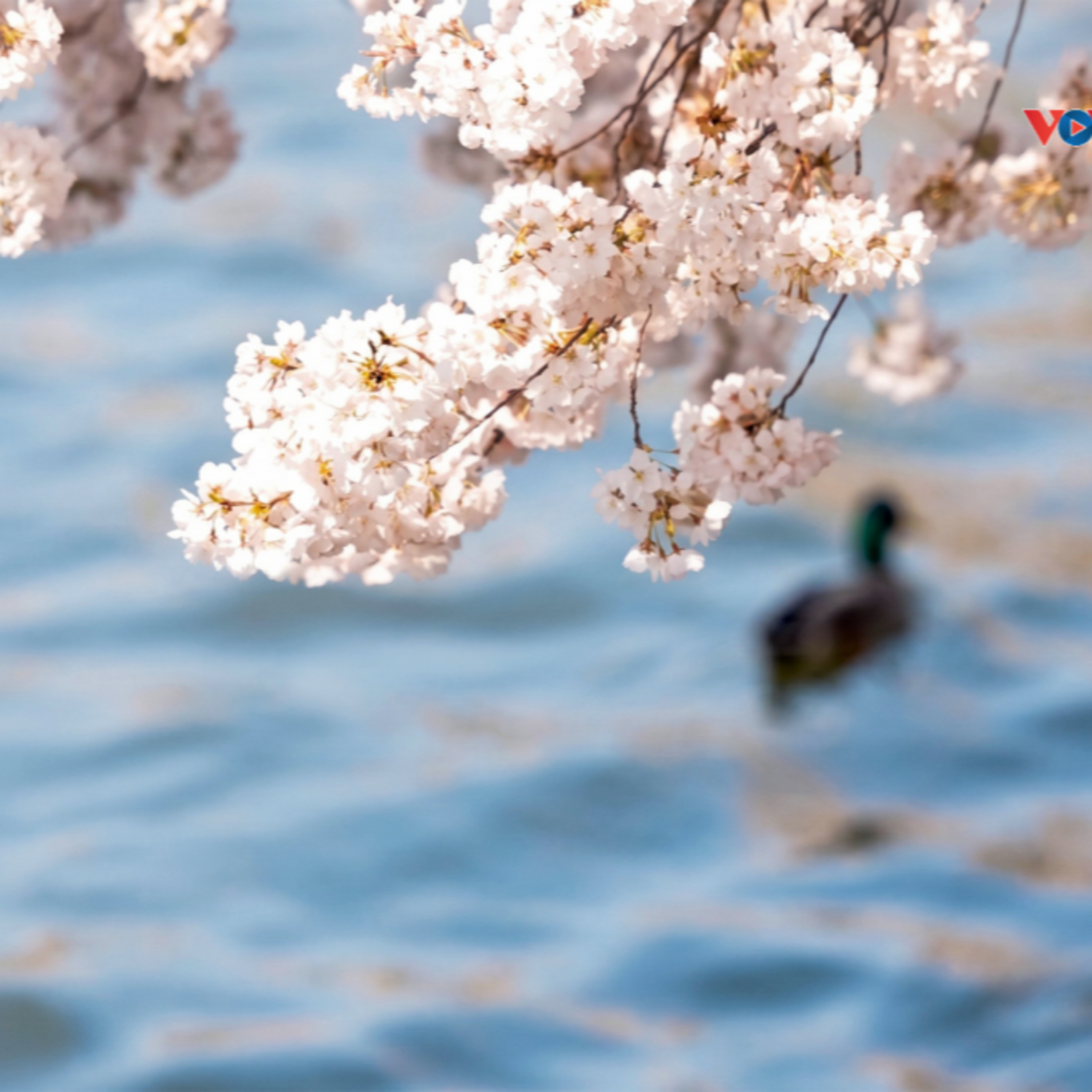 Tin thế giới - Hàng triệu du khách đổ về Washington D.C. ngắm mùa hoa anh đào nở rộ