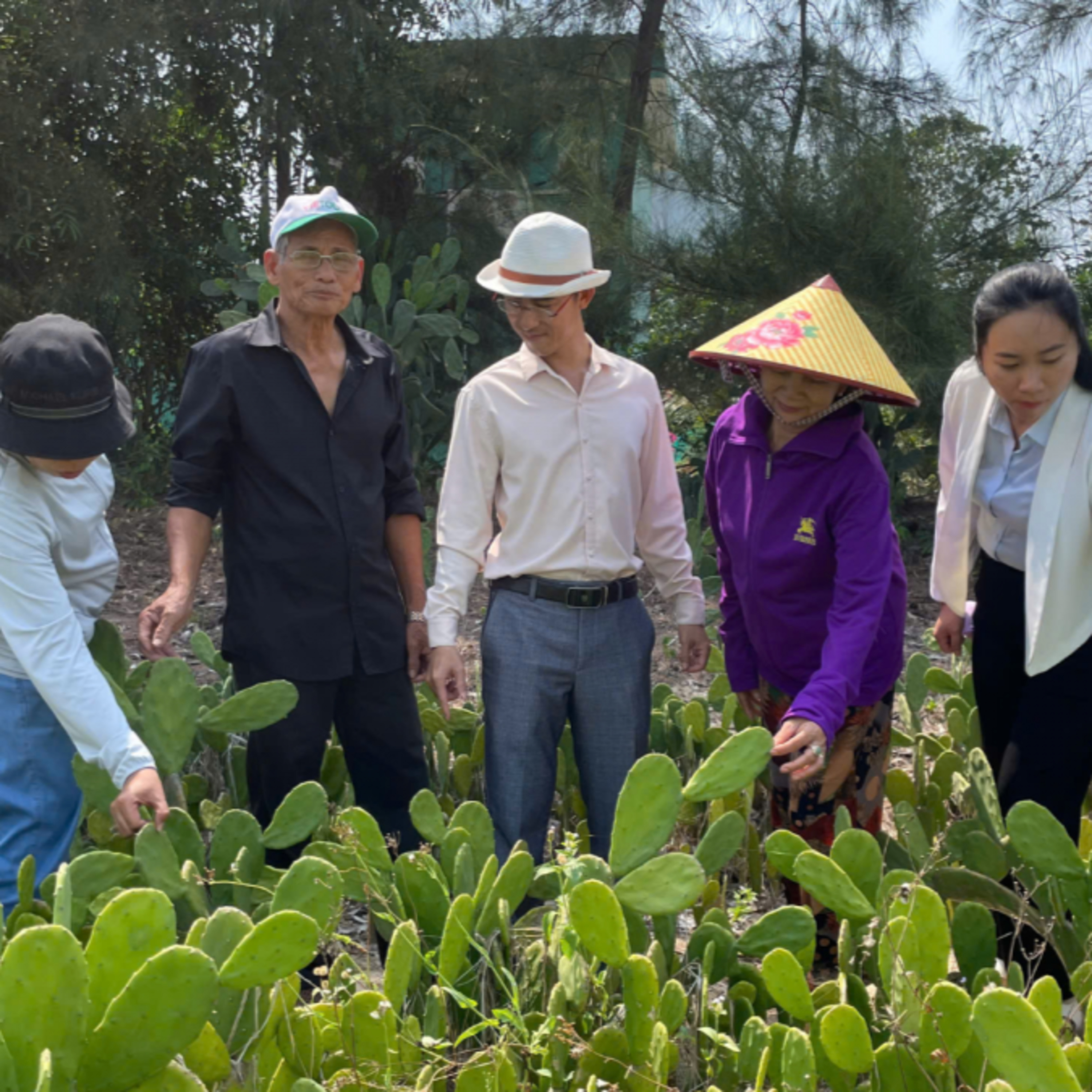 Tin Đời sống & Xã hội - Trồng xương rồng trên vùng cát ven biển Hòa Hiệp: Hướng sinh kế mới cho người dân