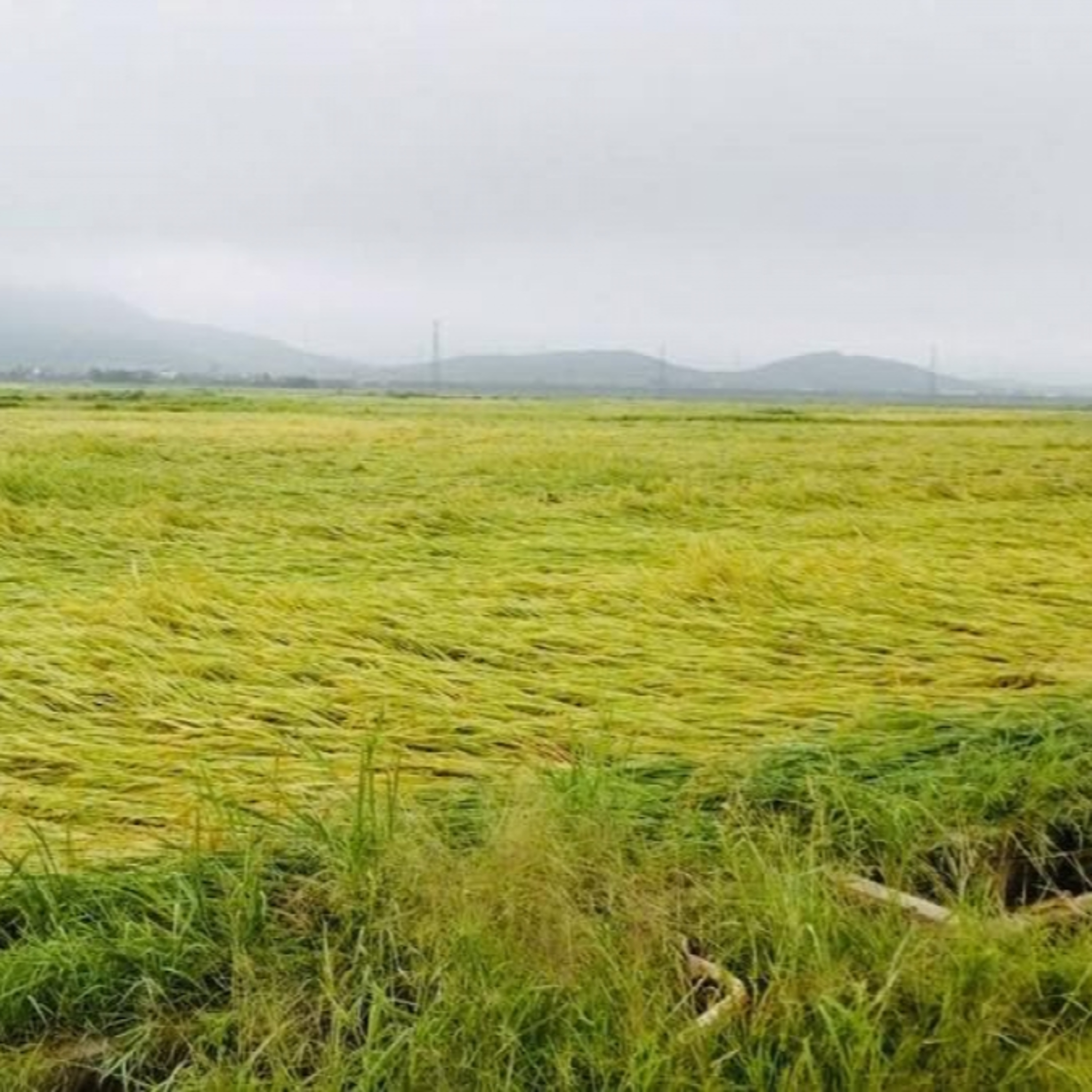 Tin Đời sống & Xã hội Hà Tĩnh: Gần 6.000 ha lúa Xuân đổ, ngã do dông lốc, mưa đá