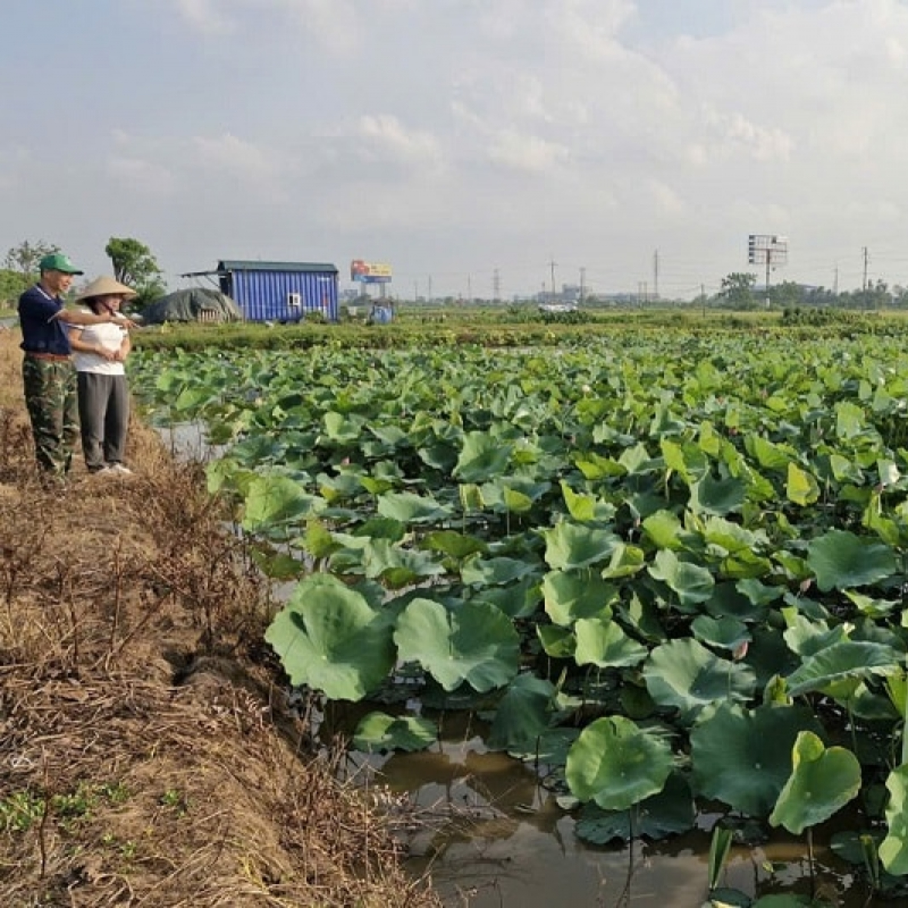 Tin trong nước - Khuyến nông Hà Nội đẩy mạnh giải pháp nâng cao năng suất cây trồng, vật nuôi