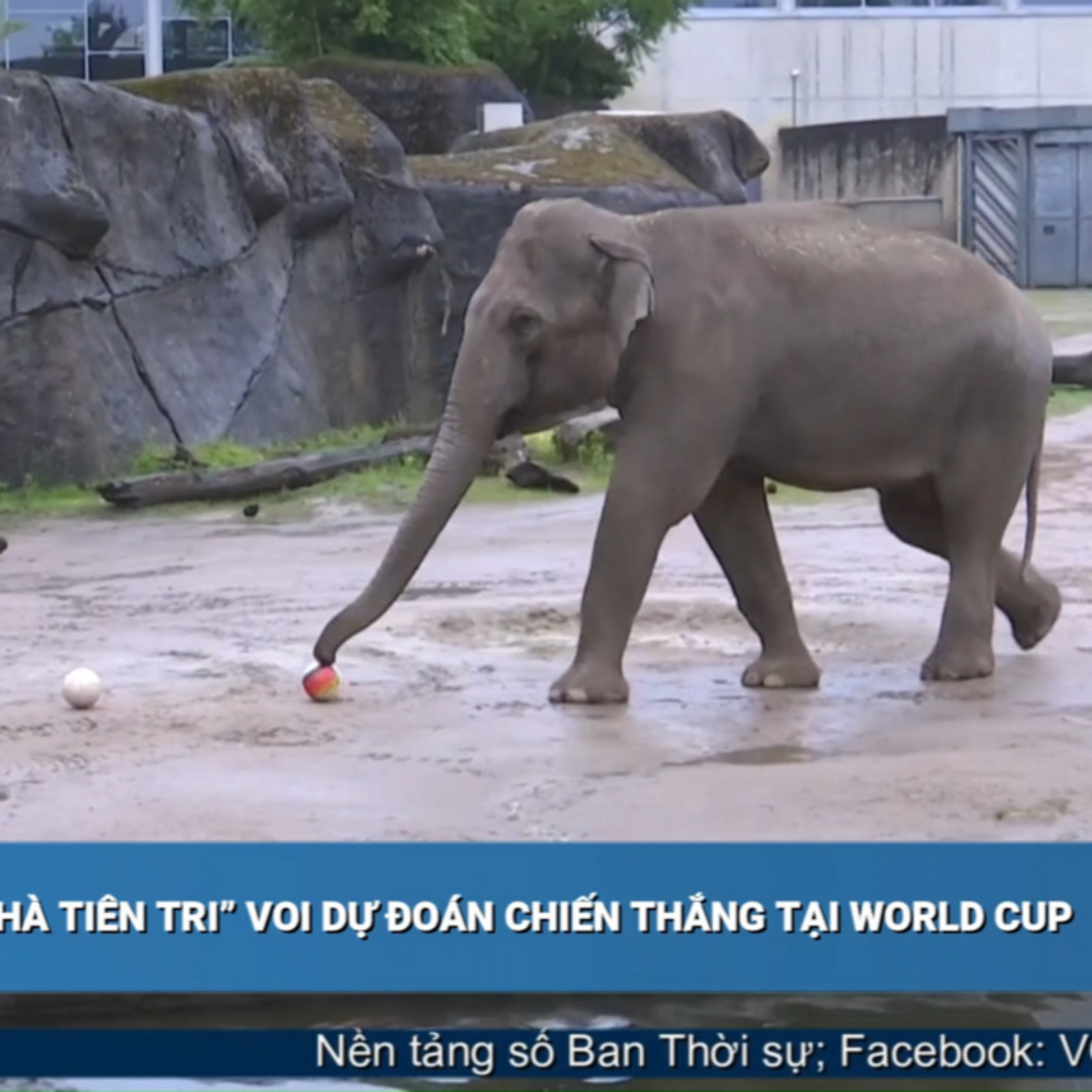 Tin quốc tế - “Nhà tiên tri” voi dự đoán chiến thắng tại World Cup
