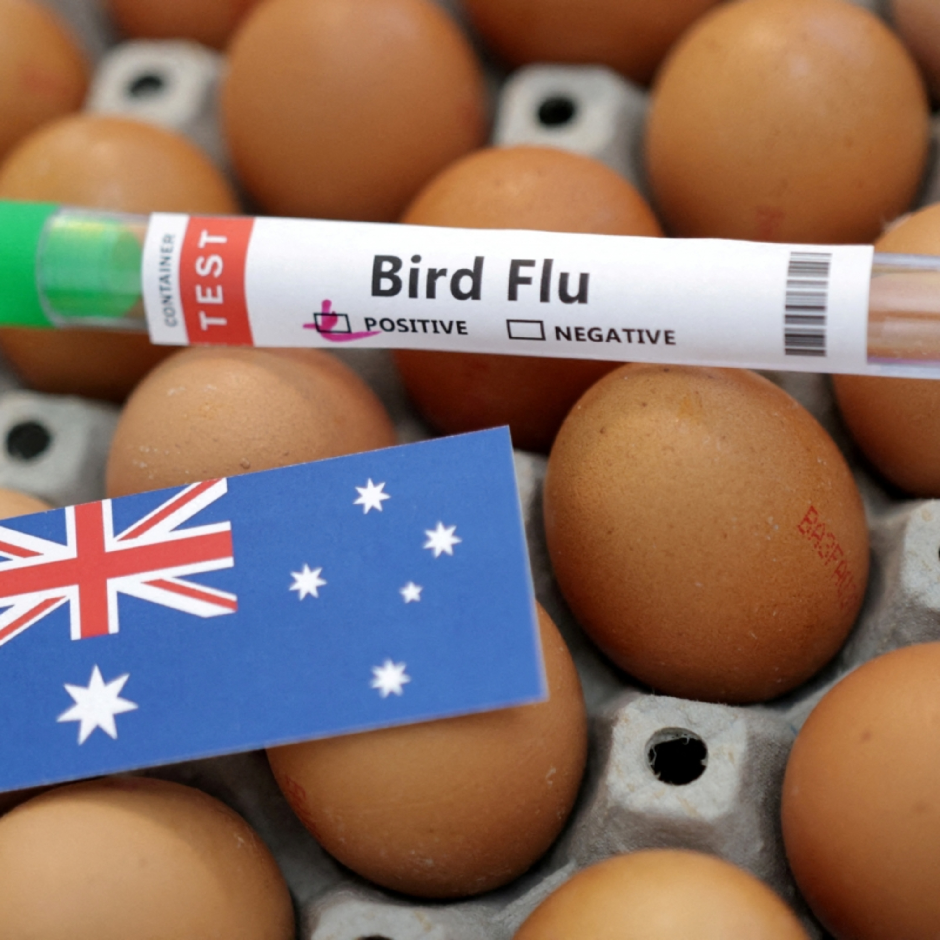Tin thế giới - Virus cúm H5 lần đầu xuất hiện tại lục địa Australia episode artwork