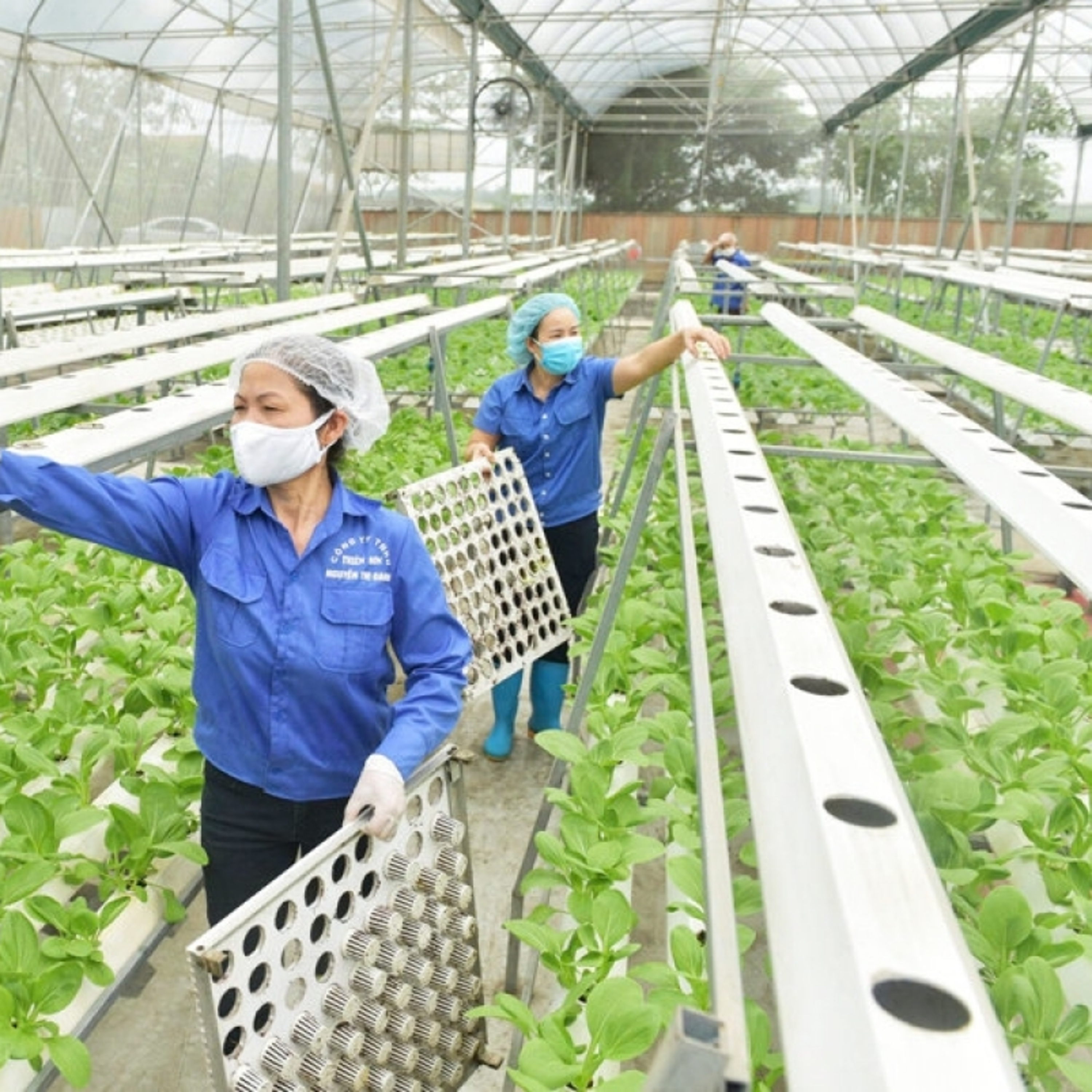 Tin Kinh tế - Ứng dụng khoa học công nghệ và chuyển đổi số: Động lực để nông nghiệp Thủ đô bứt phá episode artwork