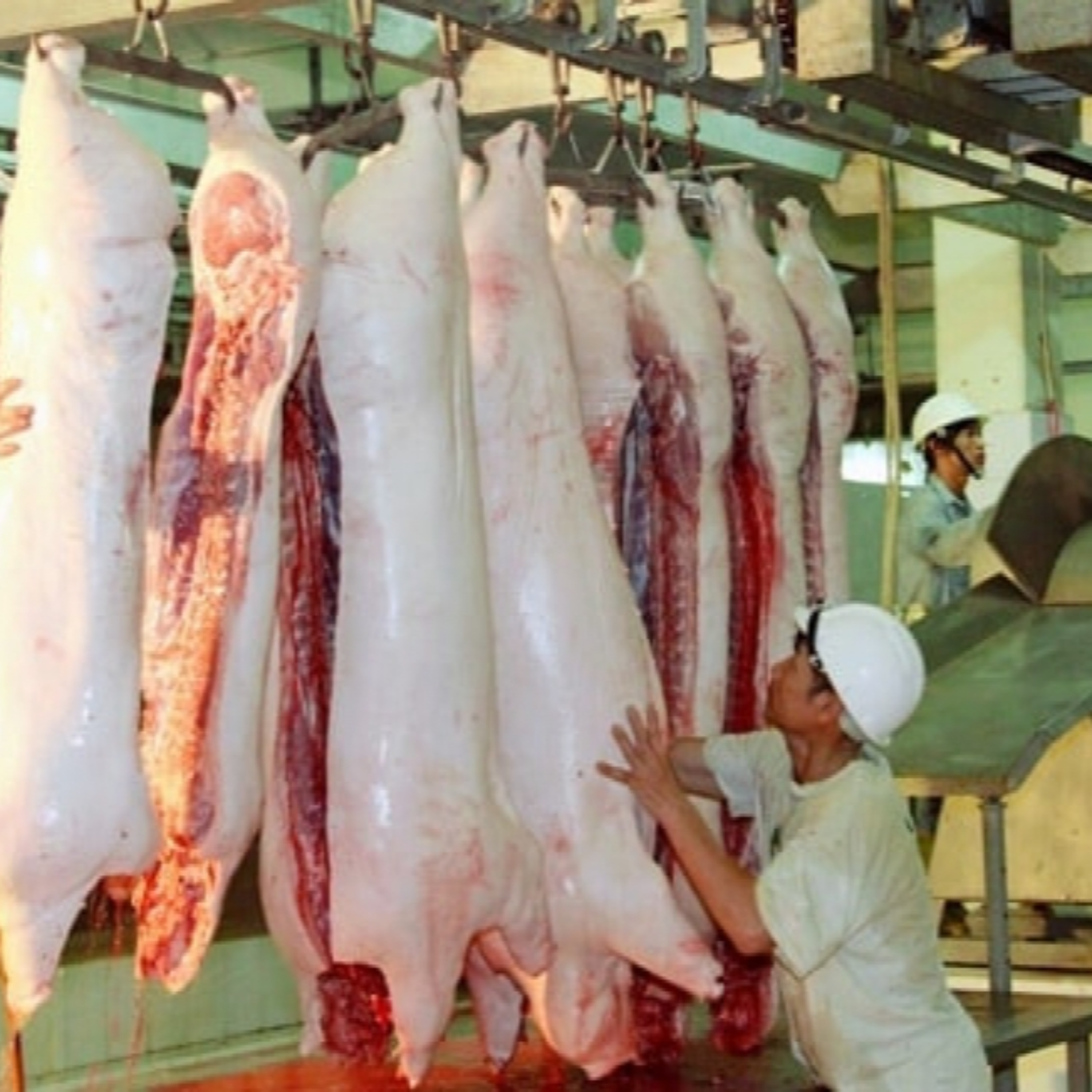 Tin Kinh tế - Hà Nội phấn đấu chấm dứt giết mổ gia súc, gia cầm nhỏ lẻ trước ngày 30/6 episode artwork