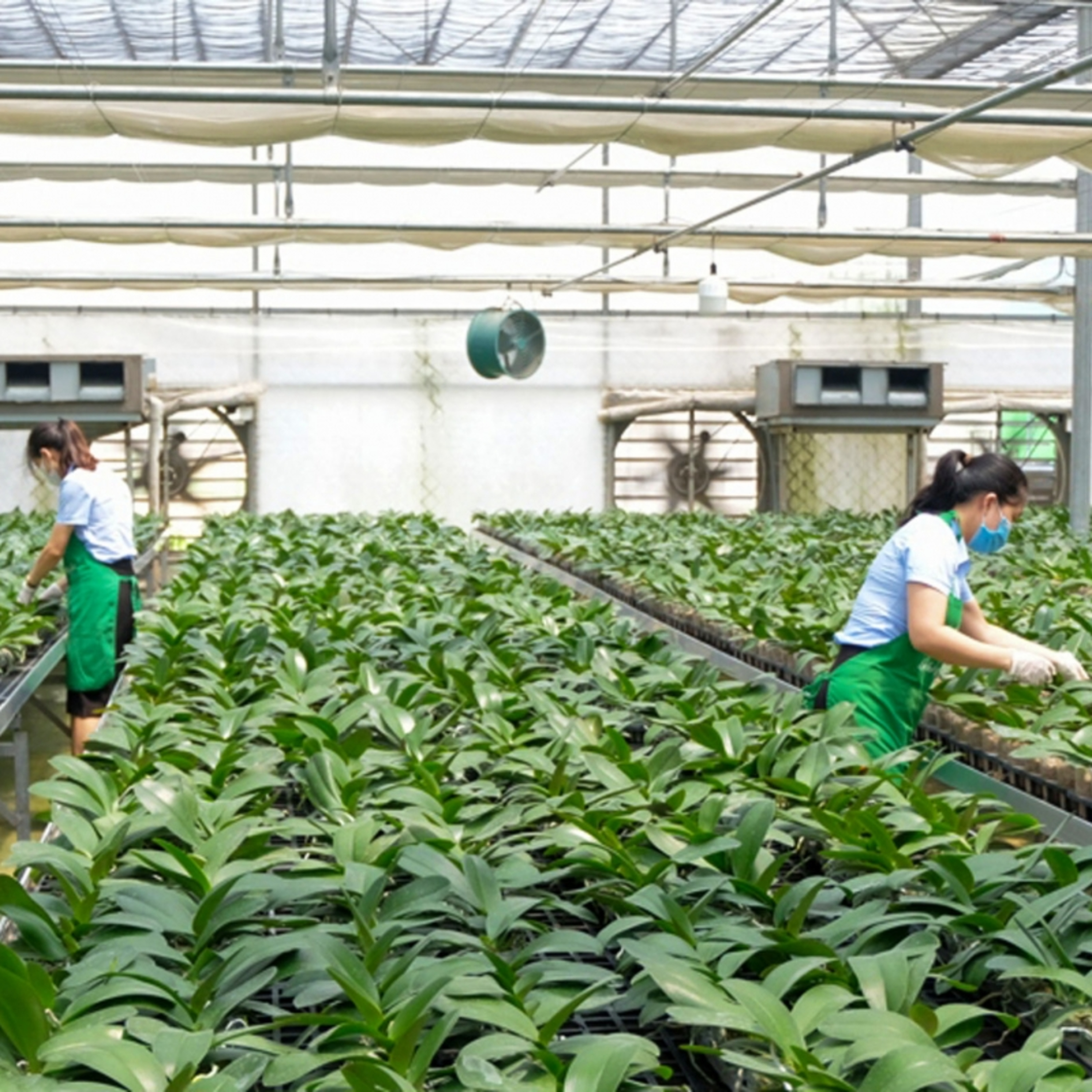 Tin Đời sống & Xã hội - Nông nghiệp đô thị Hà Nội bứt phá từ các mô hình đa giá trị episode artwork