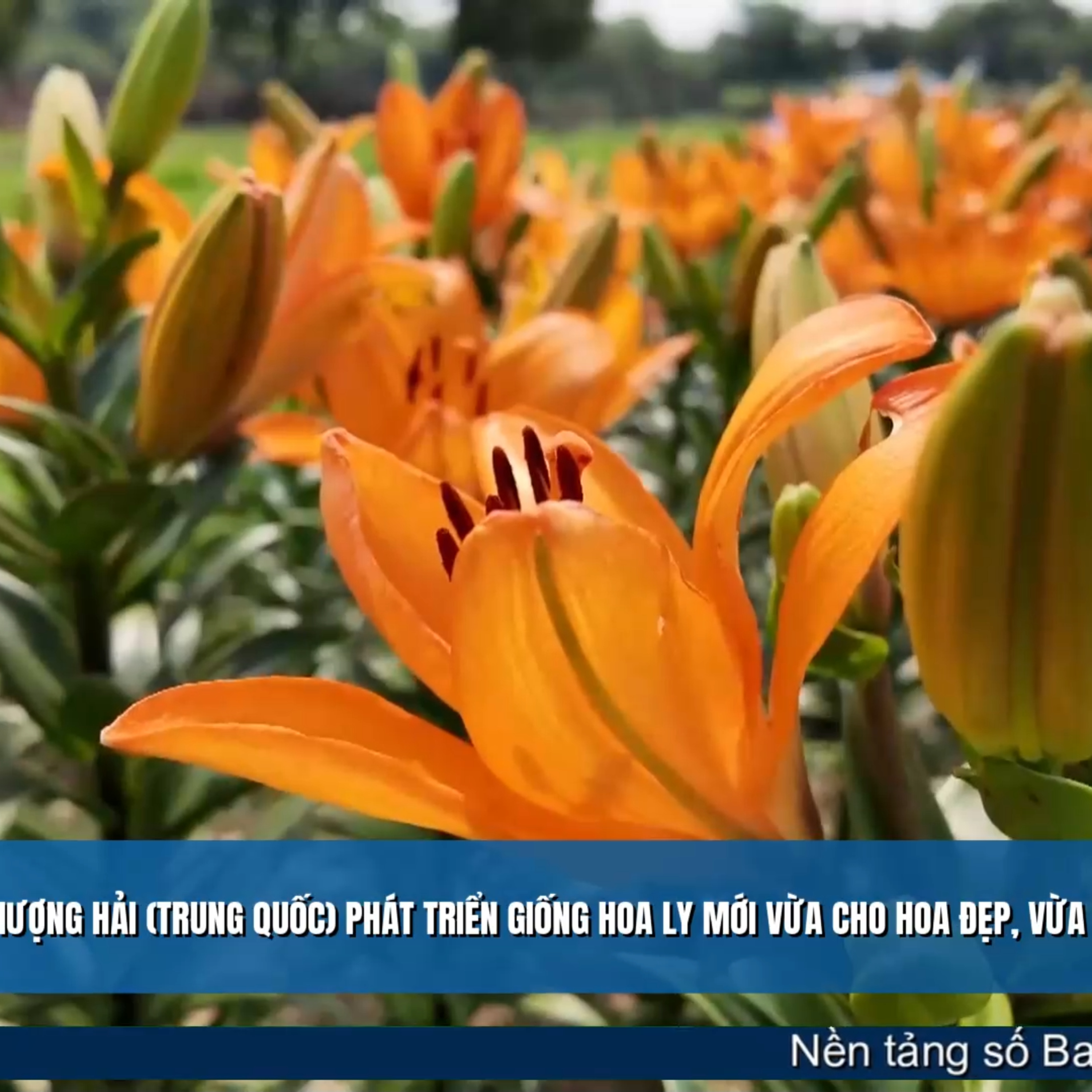 Tin quốc tế - Thượng Hải (Trung Quốc) phát triển giống hoa ly mới vừa cho hoa đẹp, vừa cho củ ăn được