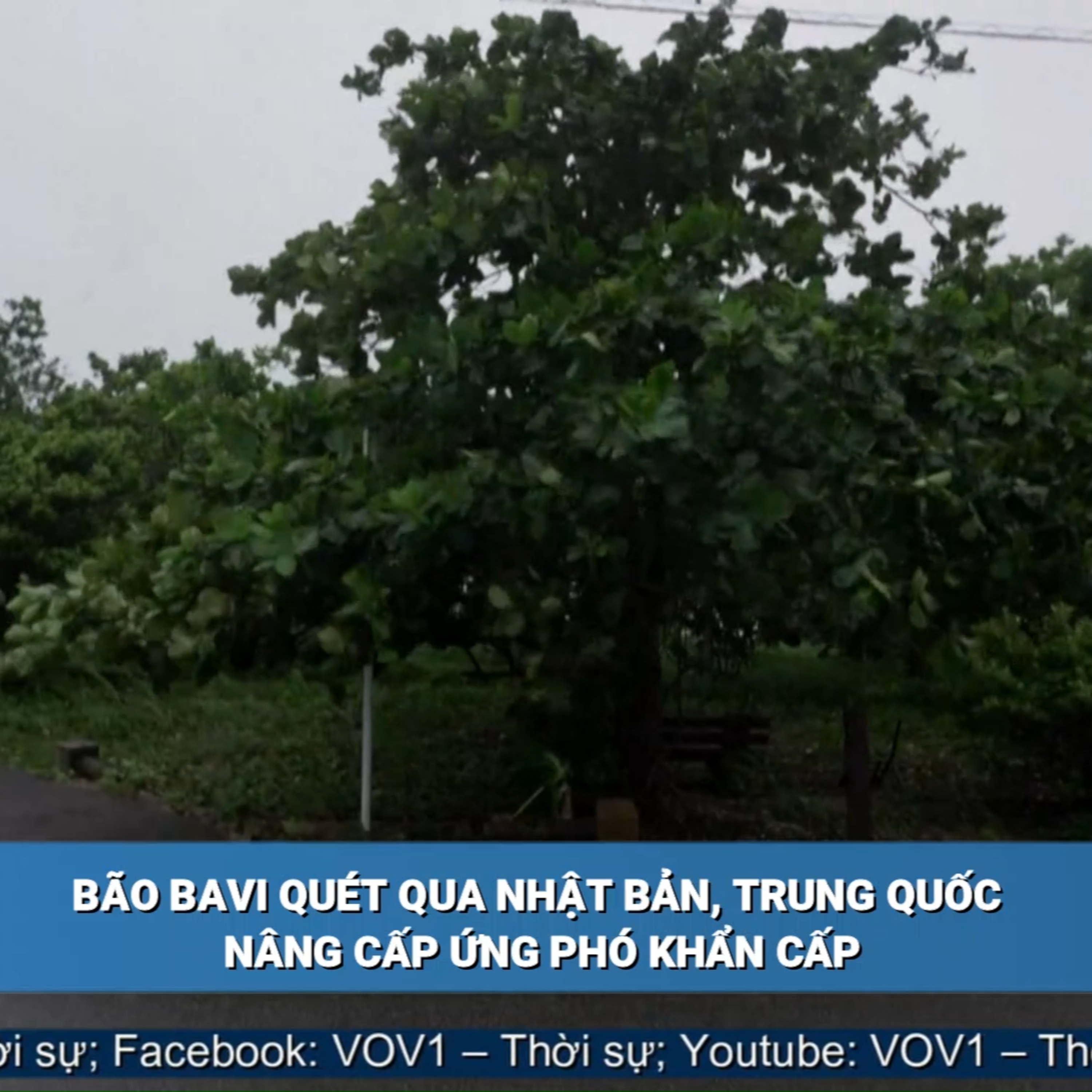 Tin quốc tế - Bão Bavi quét qua Nhật Bản, Trung Quốc nâng cấp ứng phó khẩn cấp episode artwork