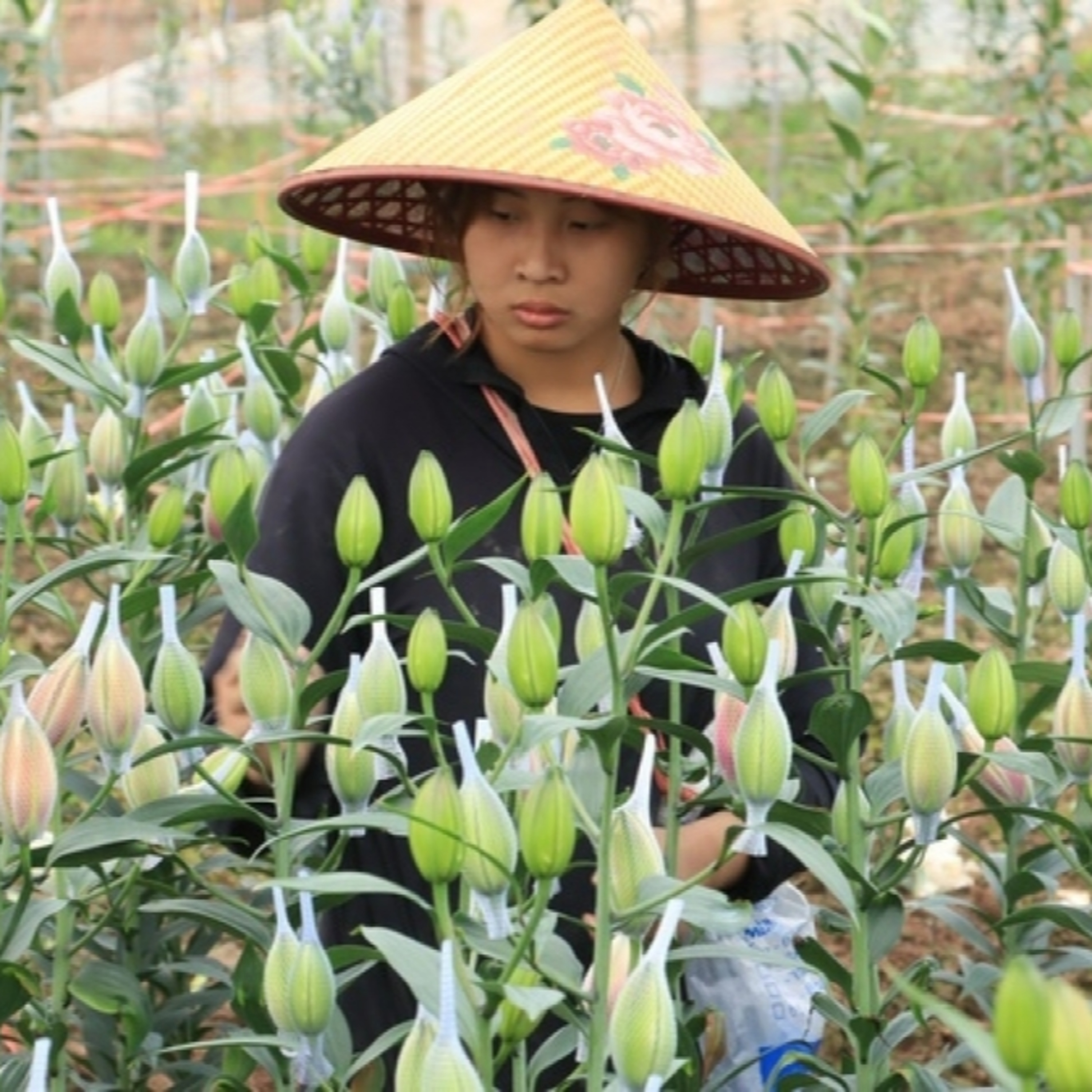 Tin Đời sống & Xã hội - Nghị định khuyến nông mới – đòn bẩy đưa công nghệ đến với nhà nông