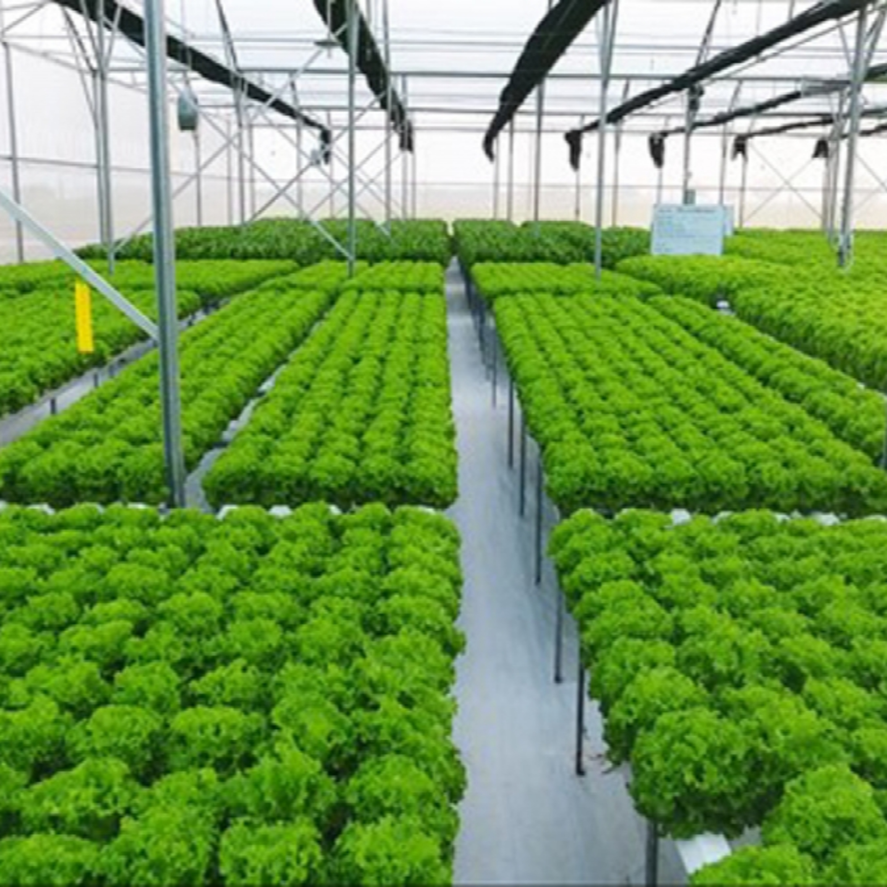 Tin Kinh tế - Nông nghiệp Hà Nội tăng trưởng ổn định, hướng tới phát triển xanh và hiện đại