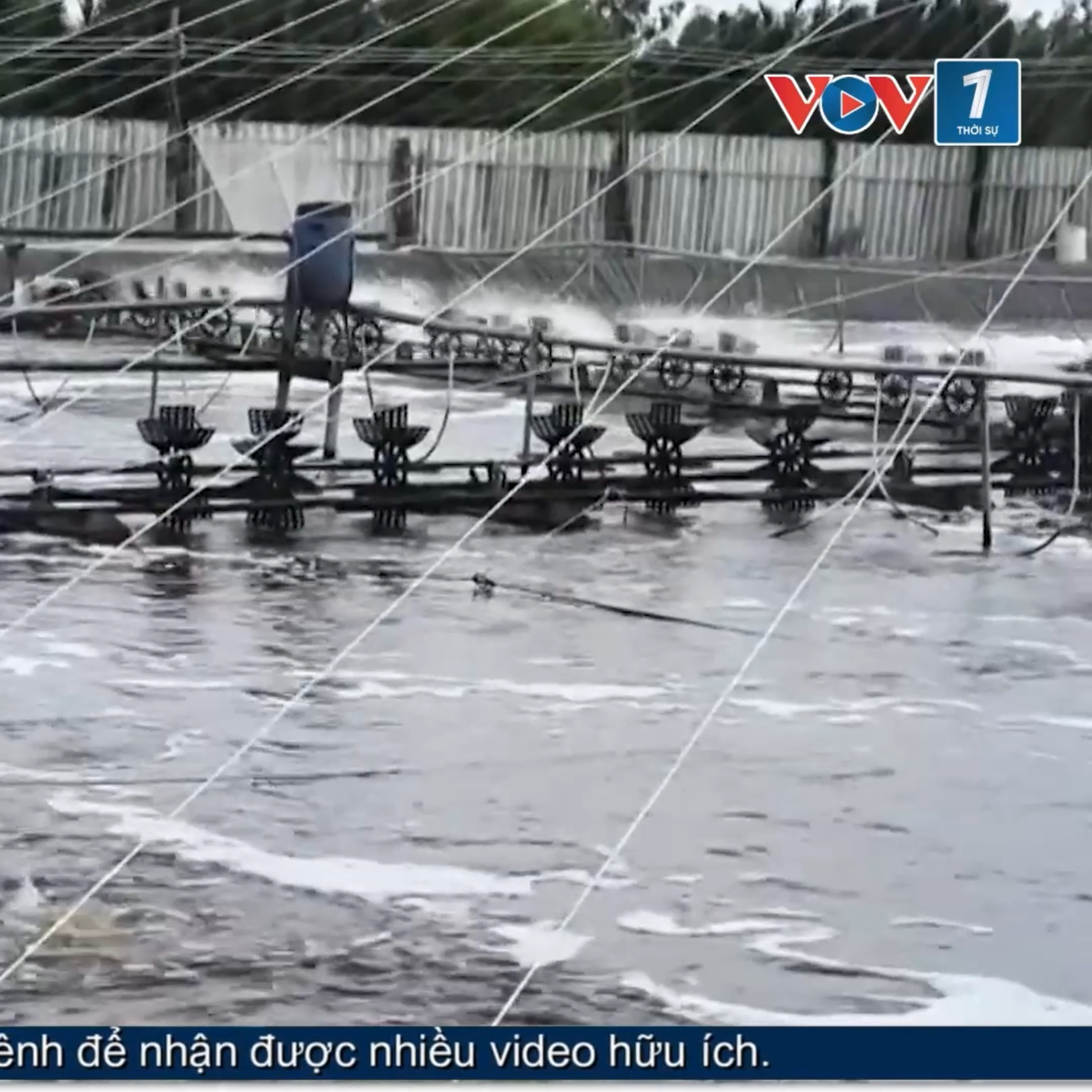 Tin trong nước - Vĩnh Long phát triển nuôi tôm công nghệ cao, hướng tới vùng nguyên liệu xuất khẩu