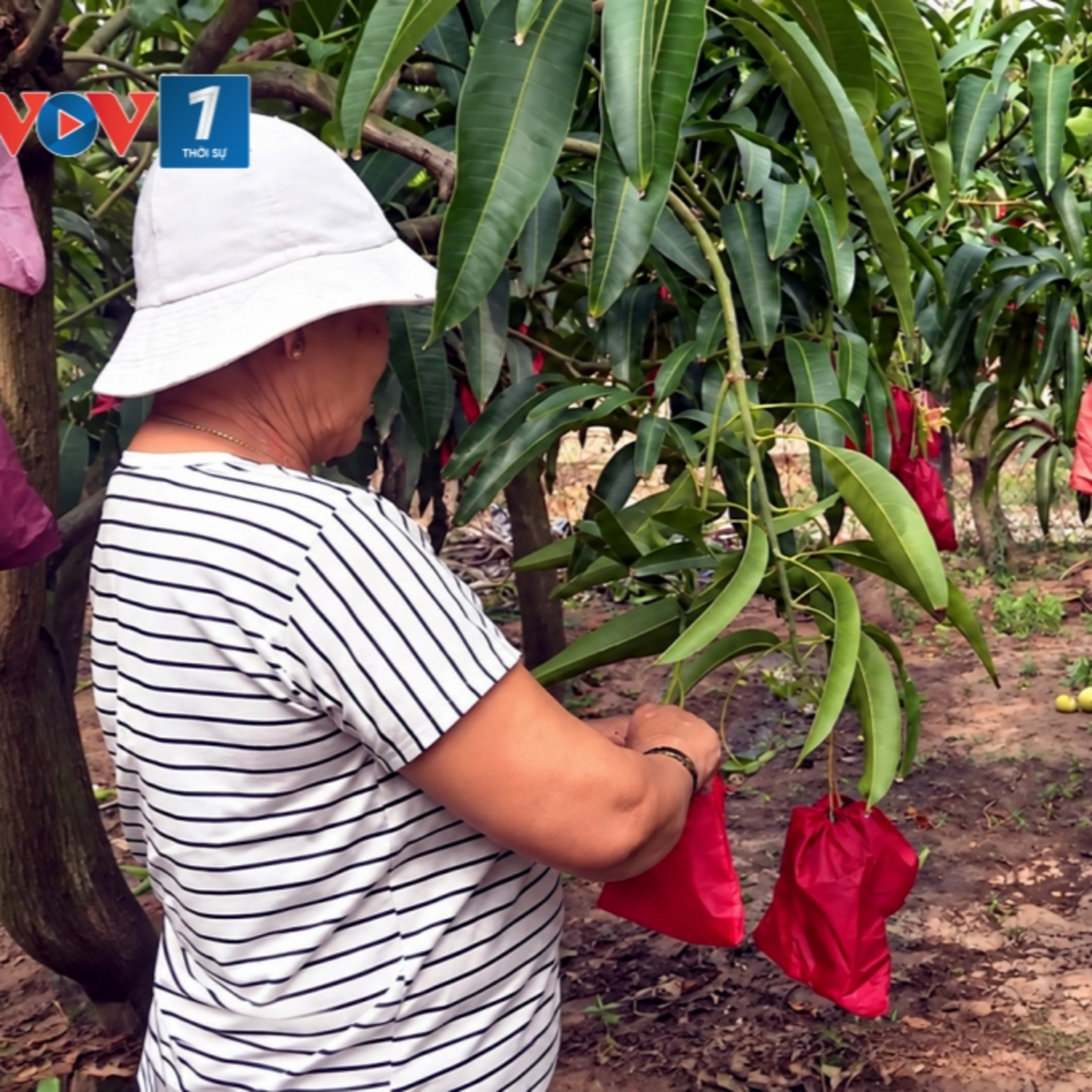 Tin Đời sống - Vĩnh Long chuẩn bị nguồn trái cây chất lượng phục vụ thị trường Tết
