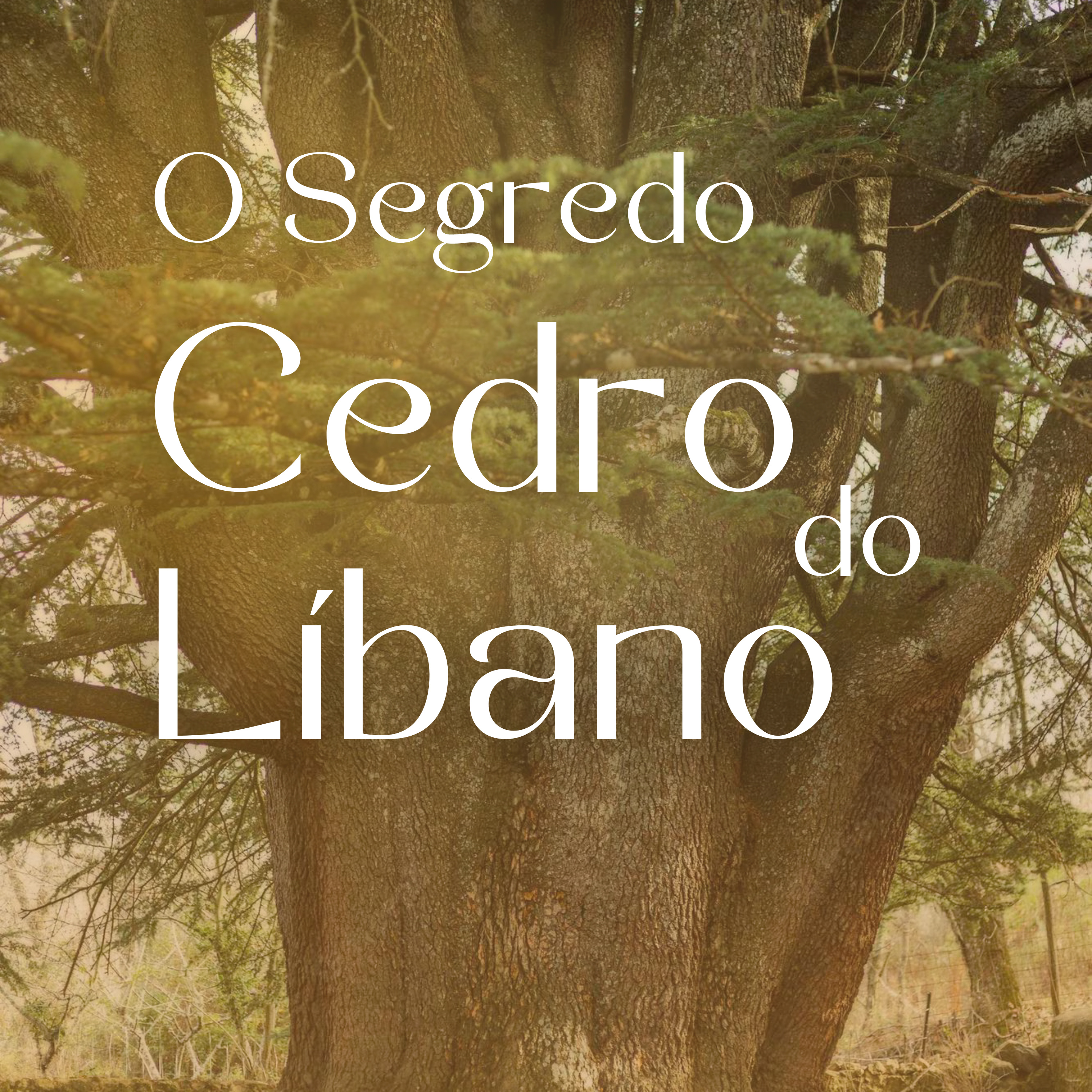 O Segredo do Cedro do Líbano  episode artwork