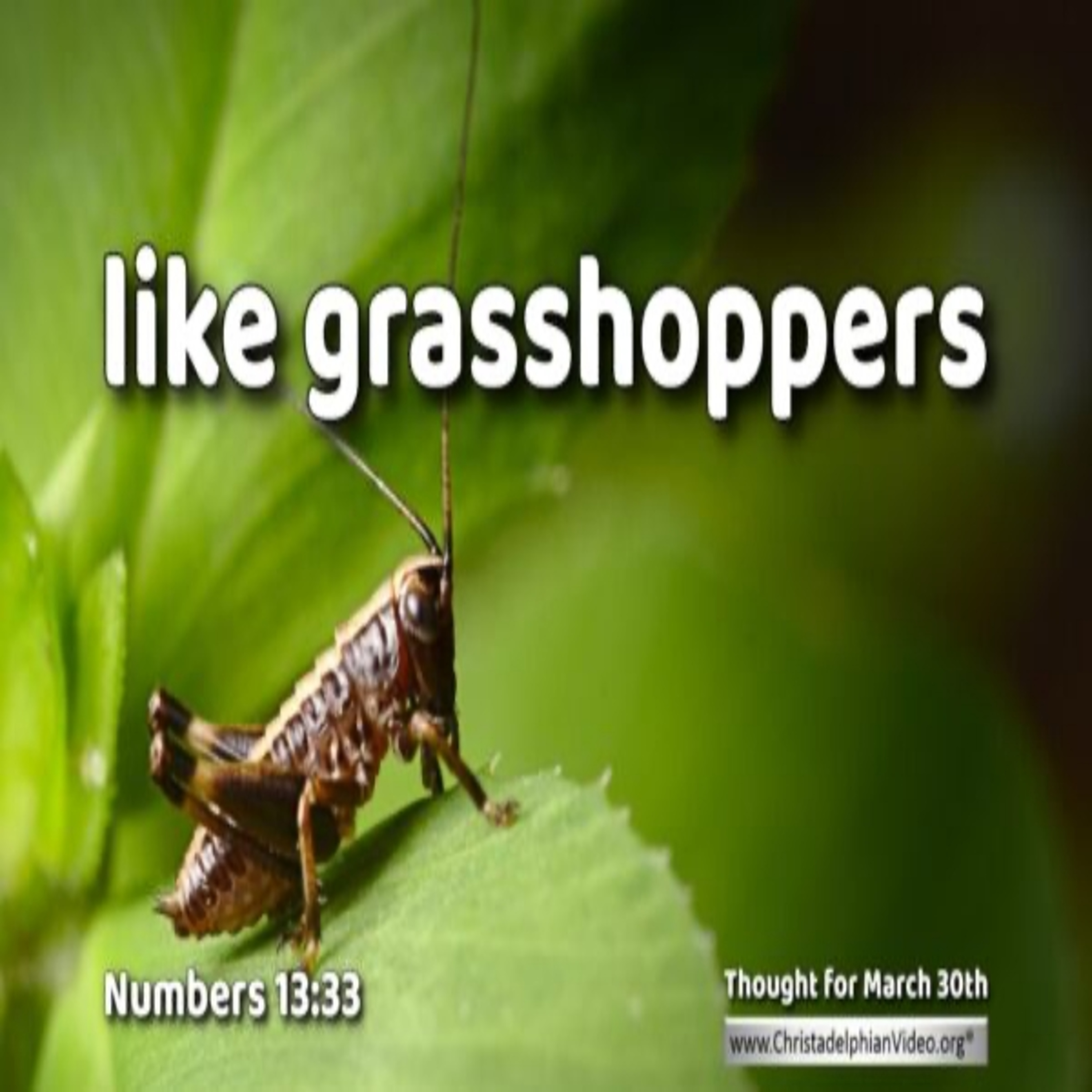 Thought for March 30th. “LIKE GRASSHOPPERS”  episode artwork