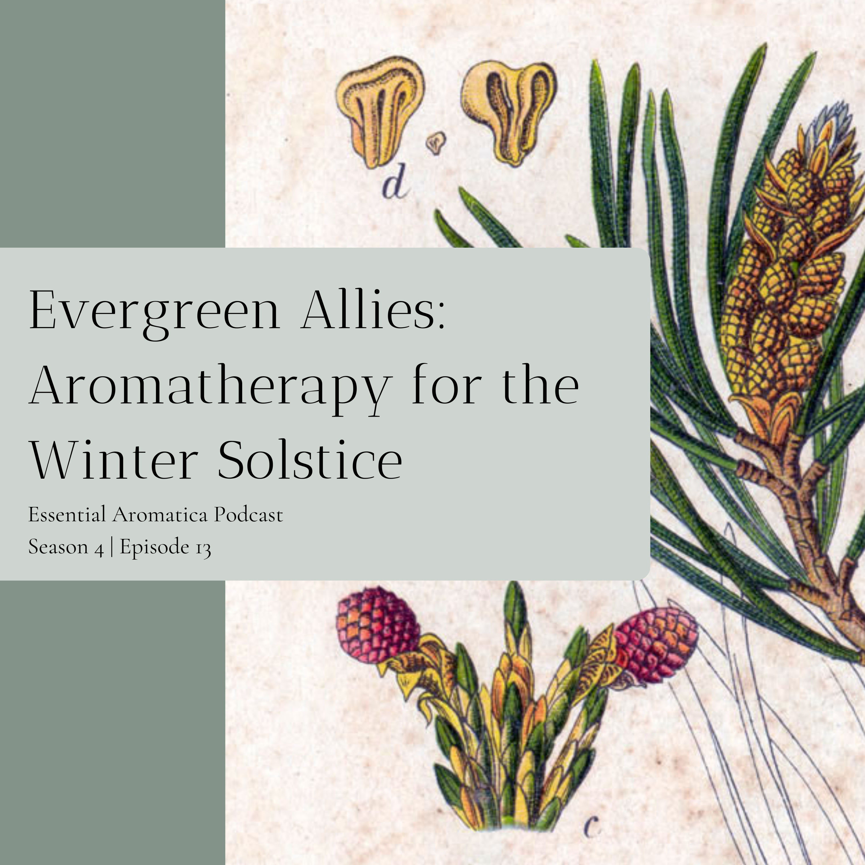 Evergreen Allies: Aromatherapy for the Winter Solstice