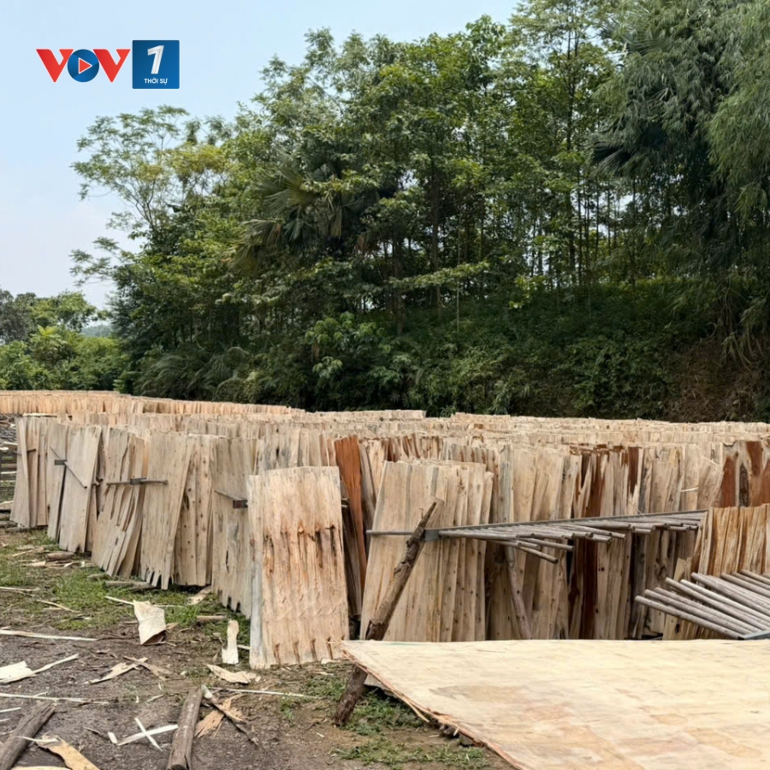 Pháp luật và đời sống - Lào Cai: Gỗ rừng trồng “mắc kẹt” vì thiếu hồ sơ pháp lý episode artwork
