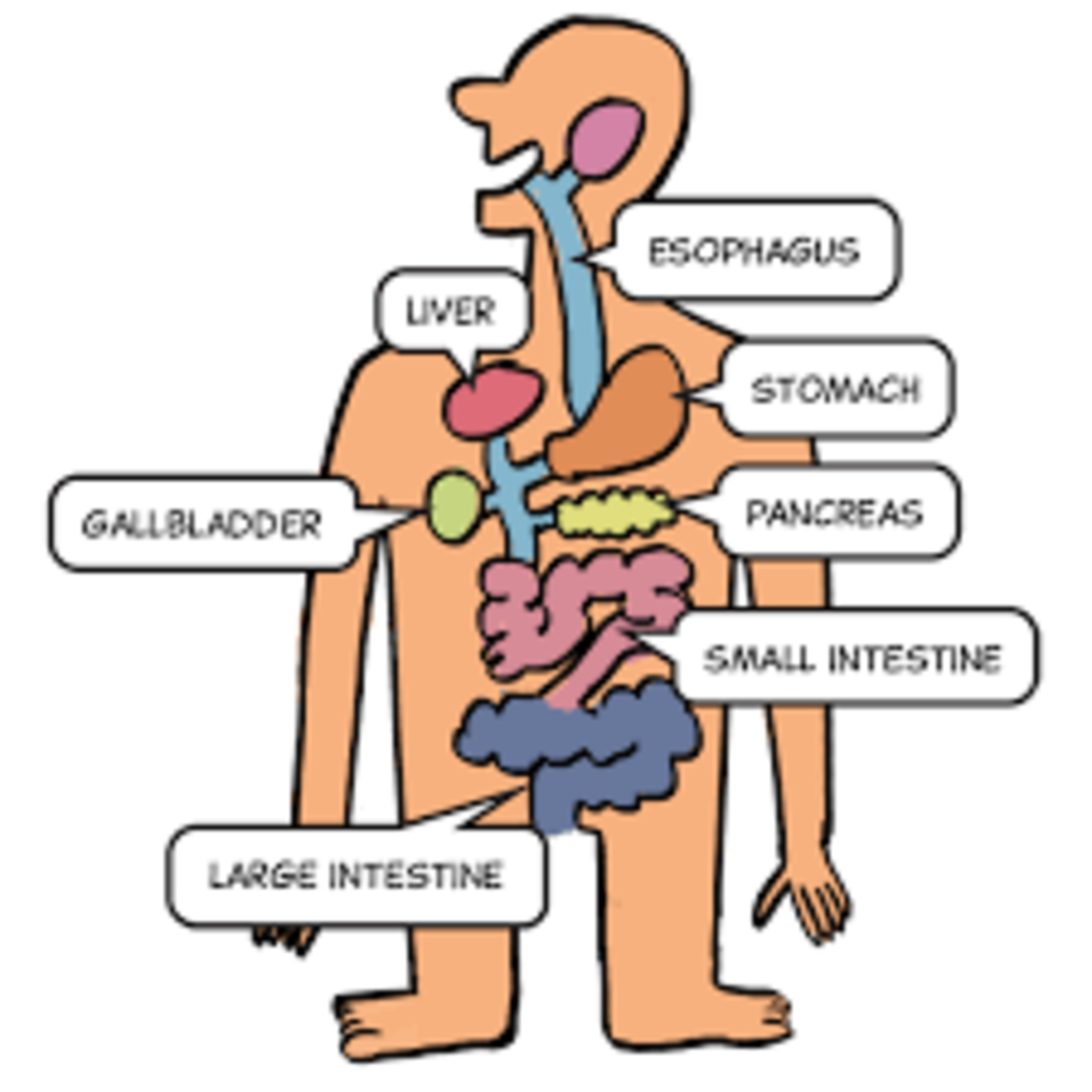 Your Amazing Body; The Digestive System episode artwork