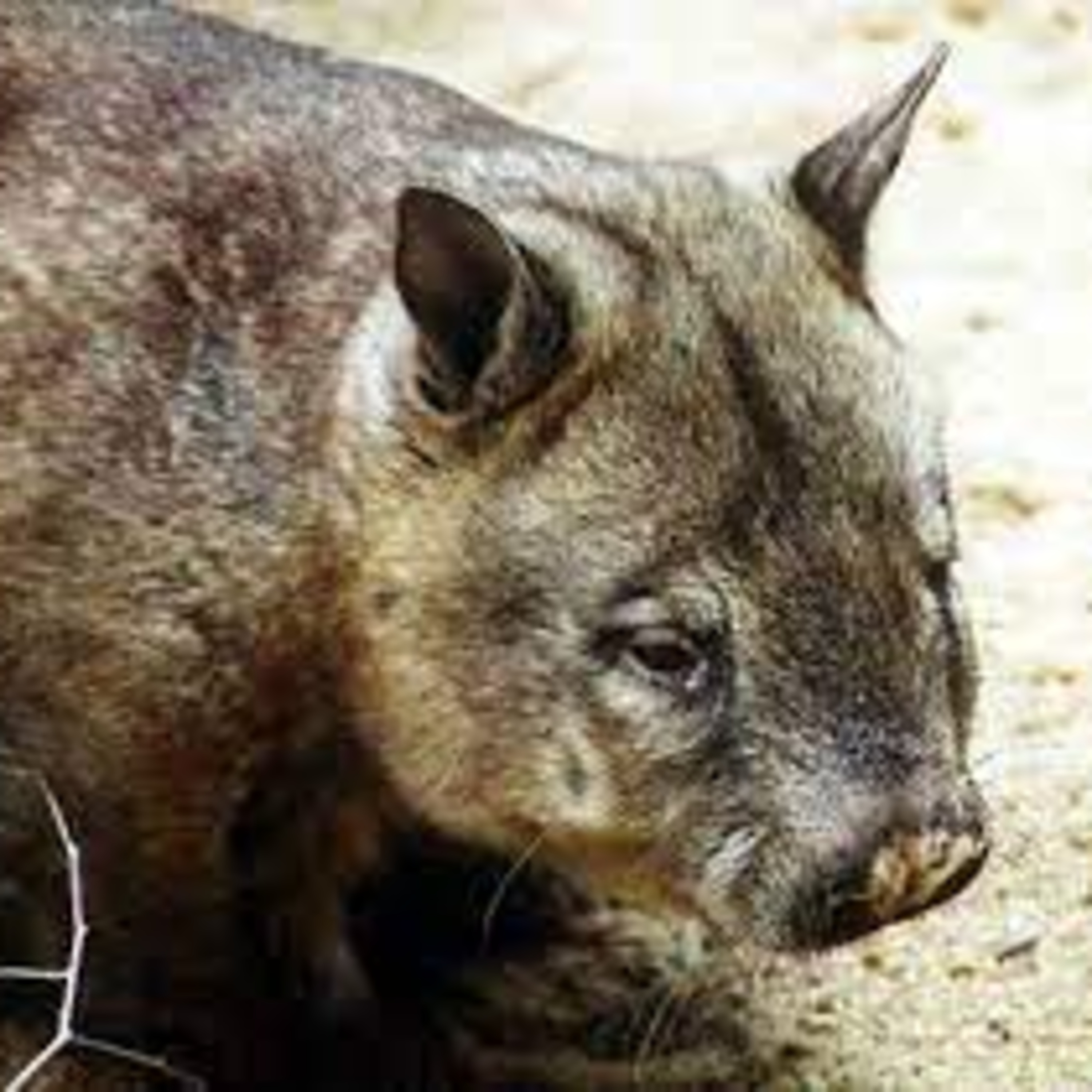 Hairy-Nosed Wombat (A Poem) episode artwork