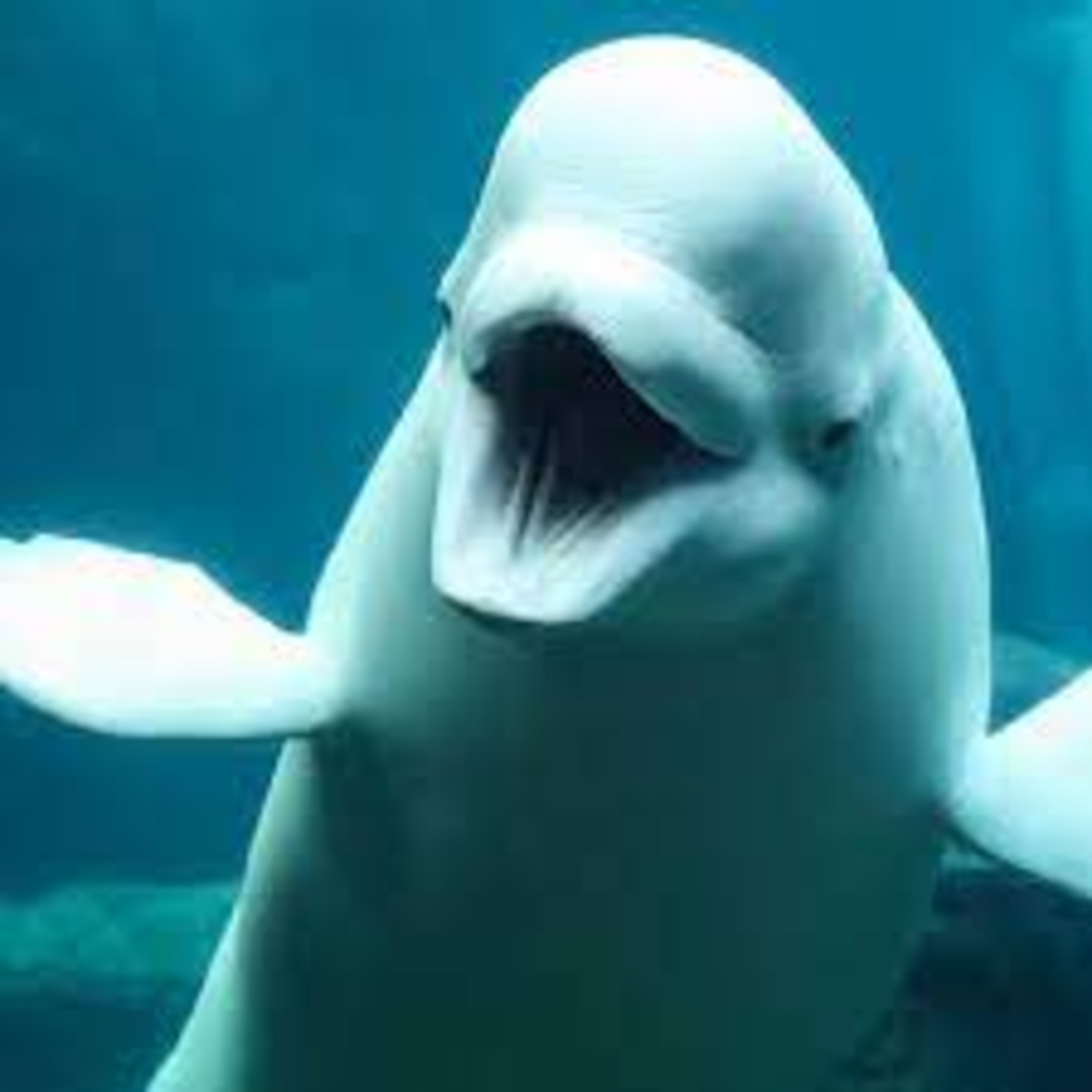 Our Frosty Friend the Beluga Whale episode artwork