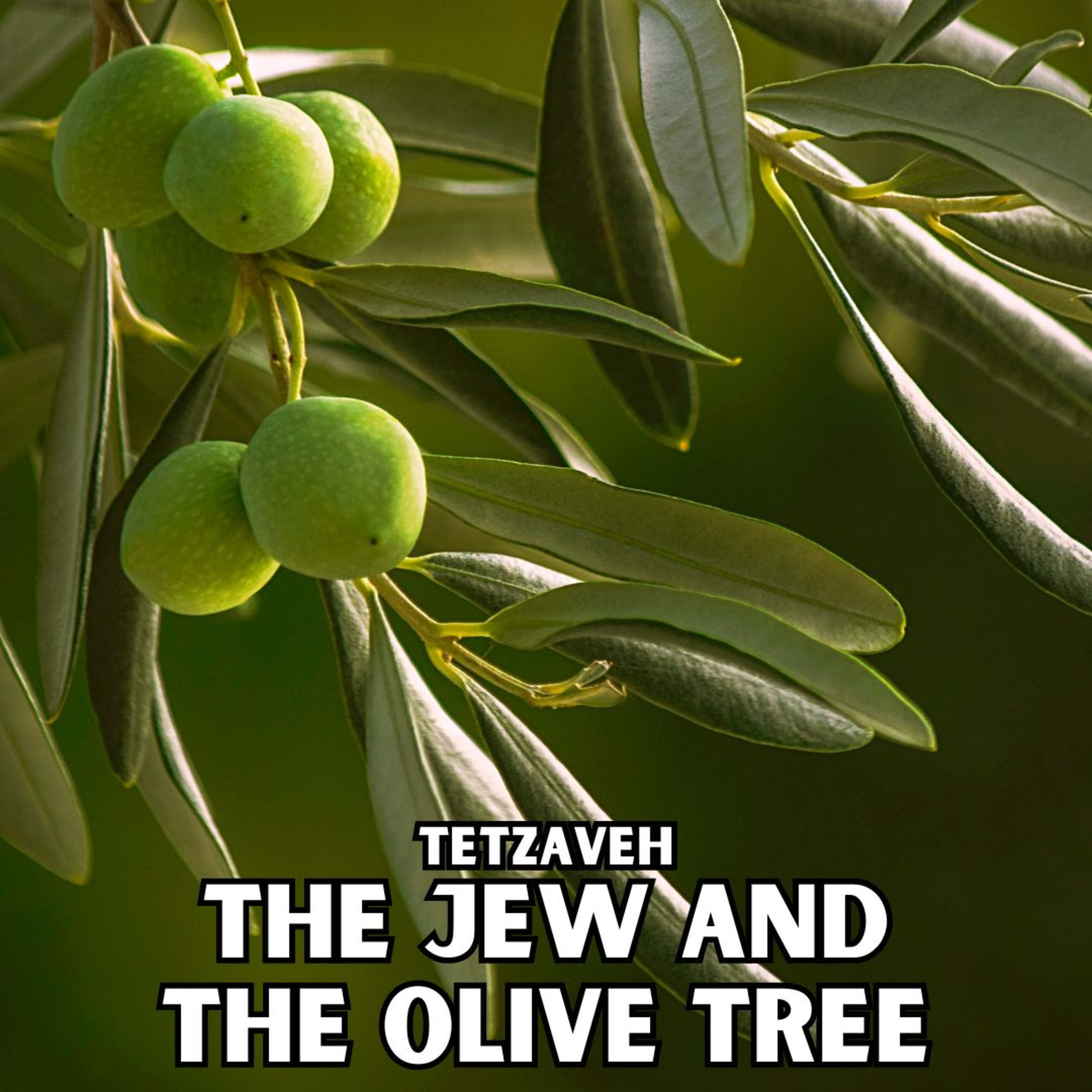 Tetzaveh - The Jew and The Olive Tree episode artwork
