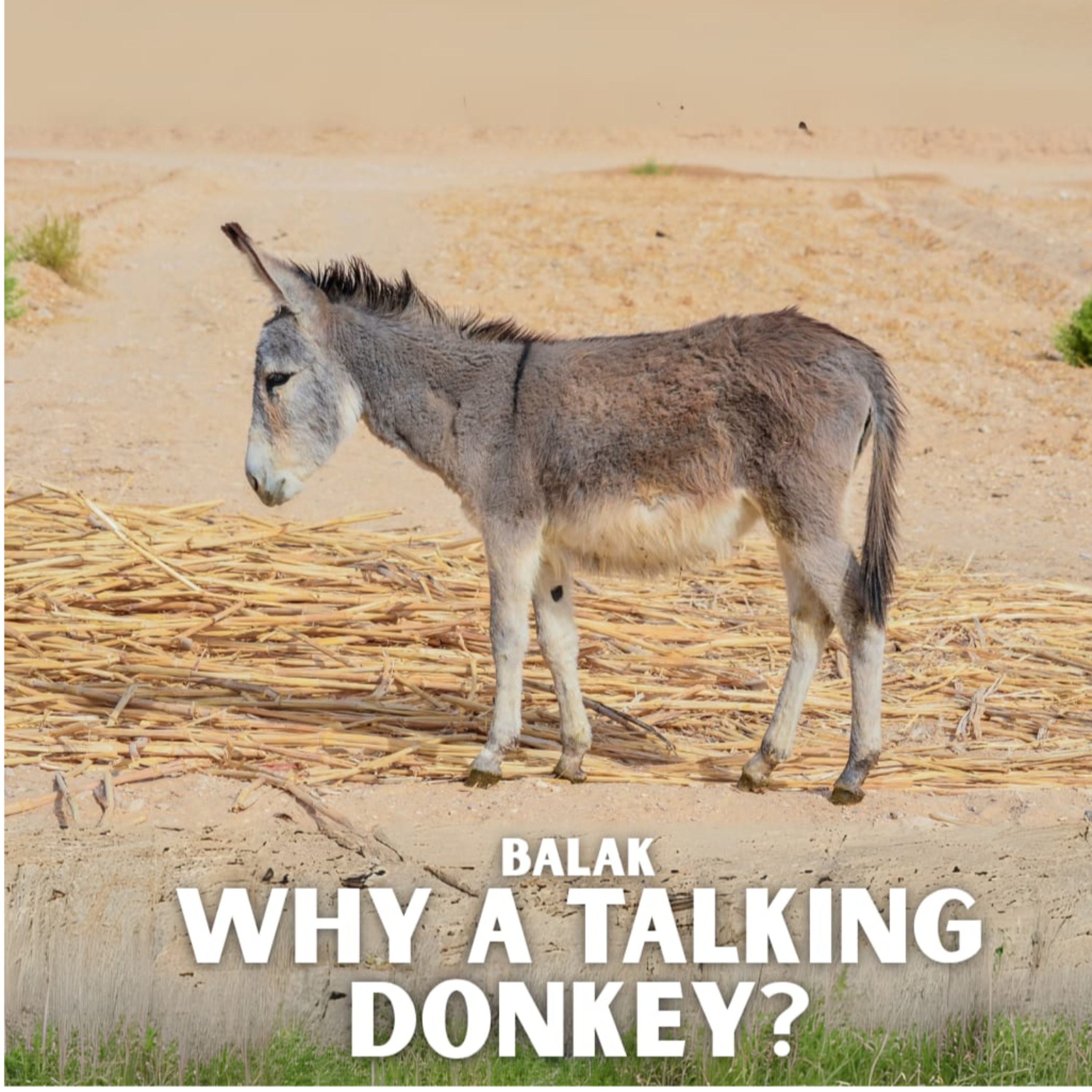 Balak - Why A Talking Donkey?