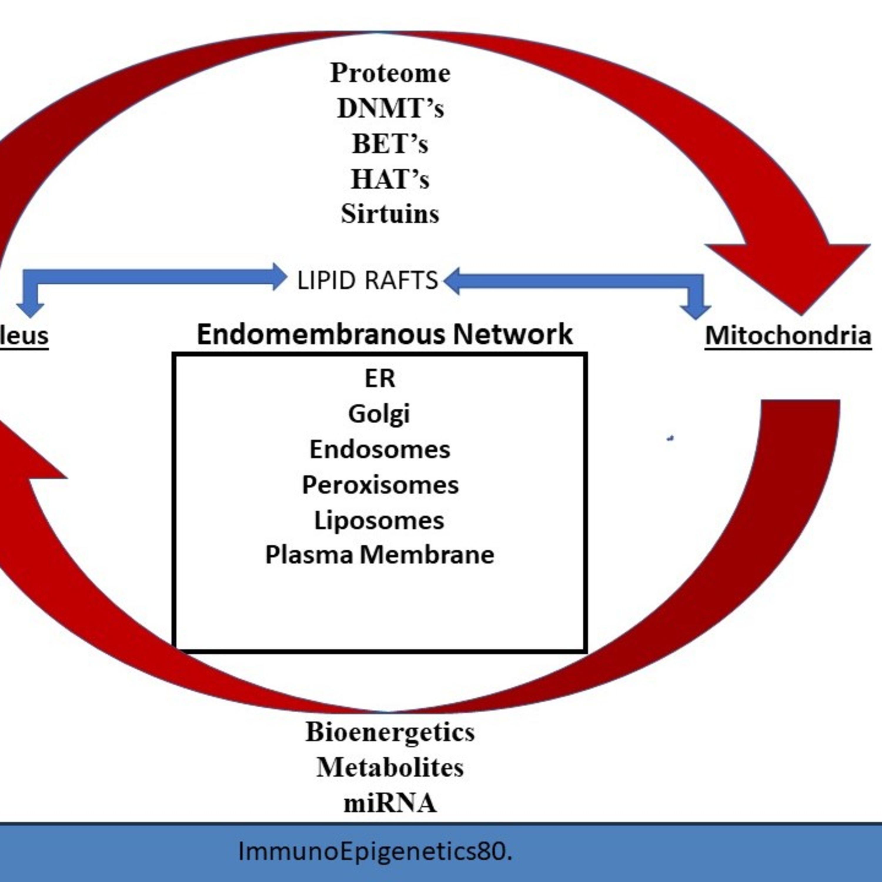 ImmunoEpigenetics80.T lymphocyte biochemical communications are triggered epigentically and via membrane lipid molecular species recombination: A dialectical event ontological view. DJGPhD.17.6.23