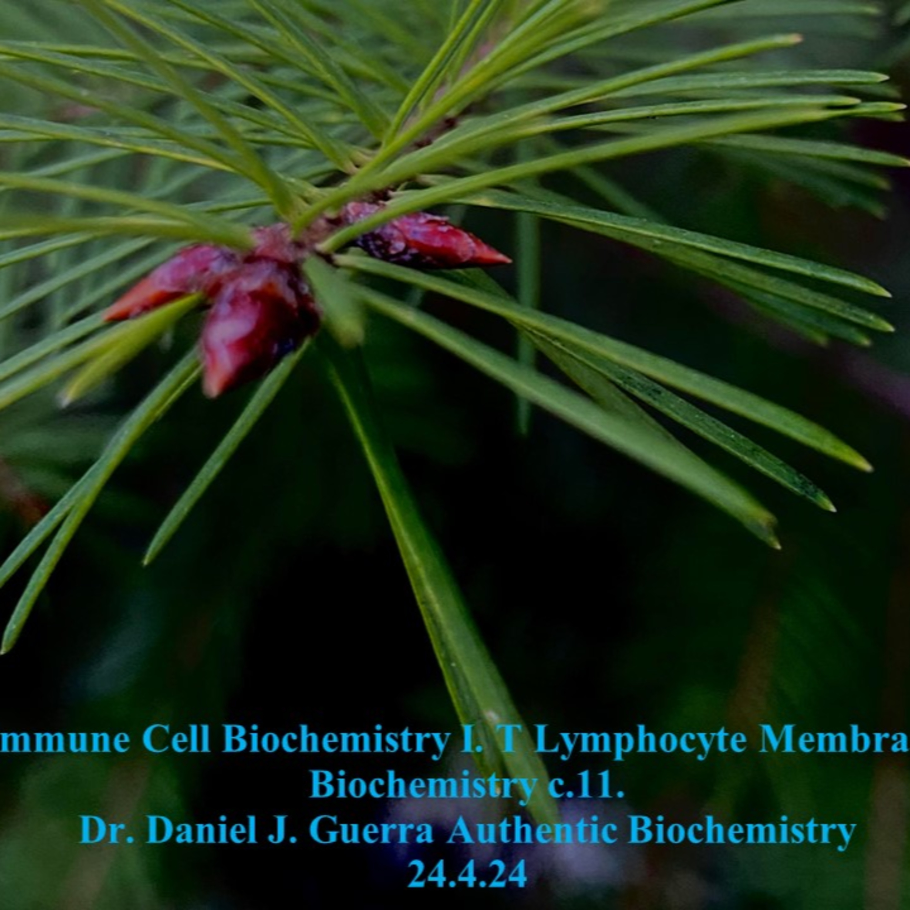 Immune Cell Biochemistry I. T Lymphocyte Membrane Biochemistry c.11. Dr. Daniel J. Guerra. Authentic Biochemistry. 24.4.24