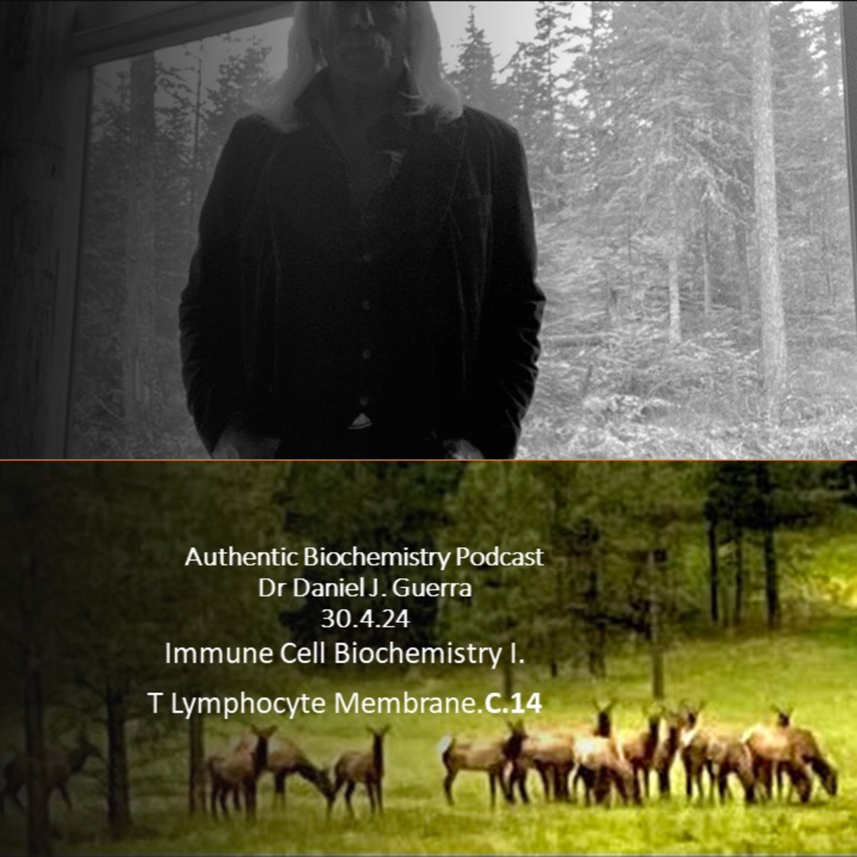 Immune Cell Biochemistry I. T Lymphocyte Membrane.C.14 Authentic Biochemistry Podcast. Dr Daniel J. Guerra. 30.4.24 .