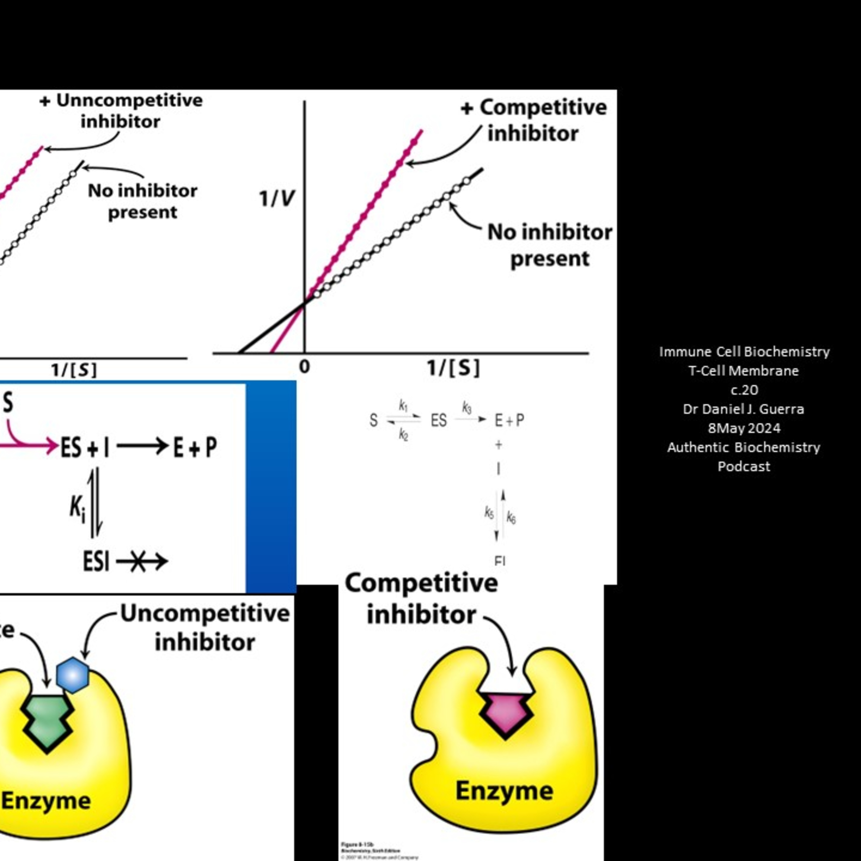 Immune Cell Biochemistry.Tcell Membranes. Coda V. C.20