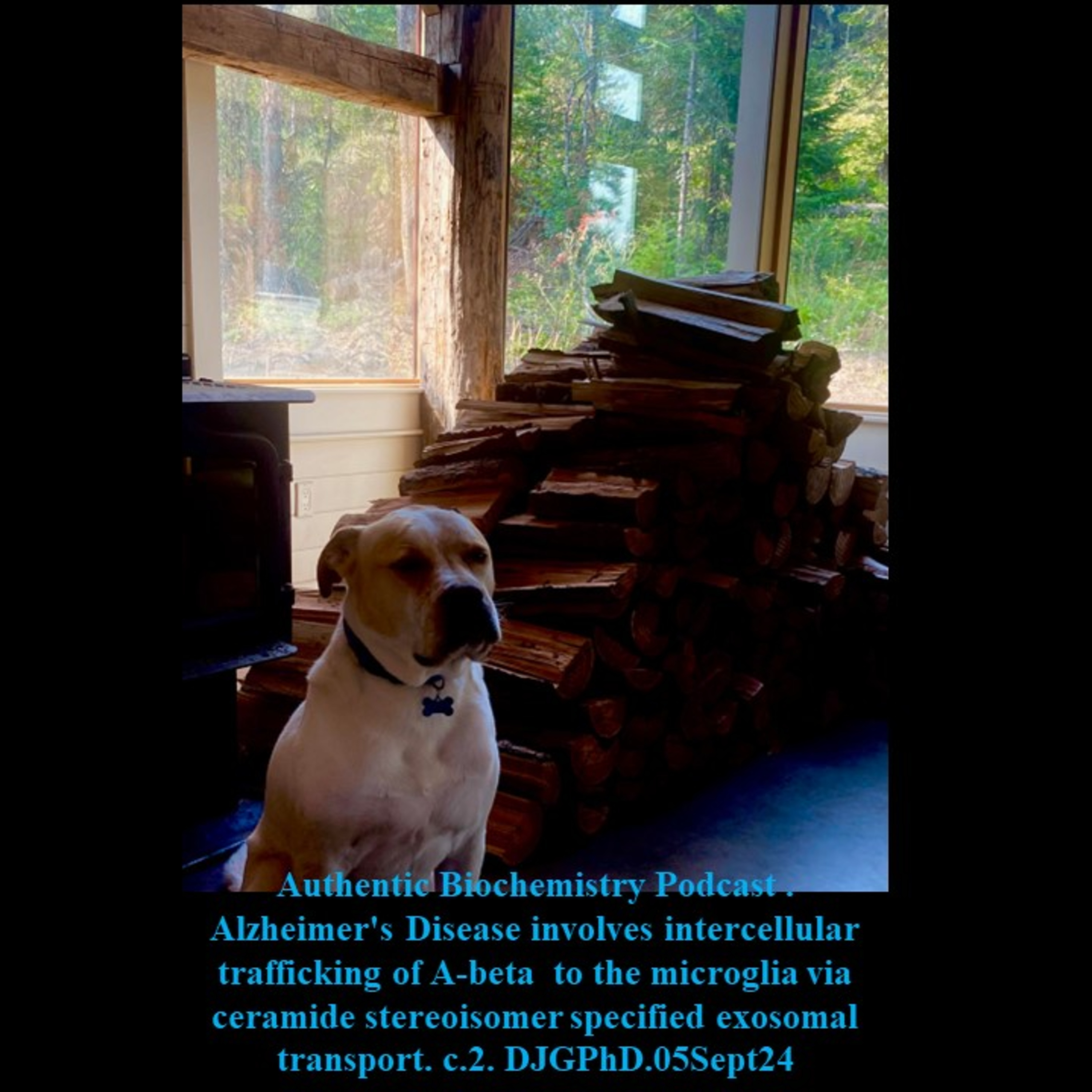 Authentic Biochemistry Podcast . Alzheimer's Disease involves intercellular trafficking of A-beta to the microglia via ceramide stereoisomer specified exosomal transport. c.2. DJGPhD.05Sept24
