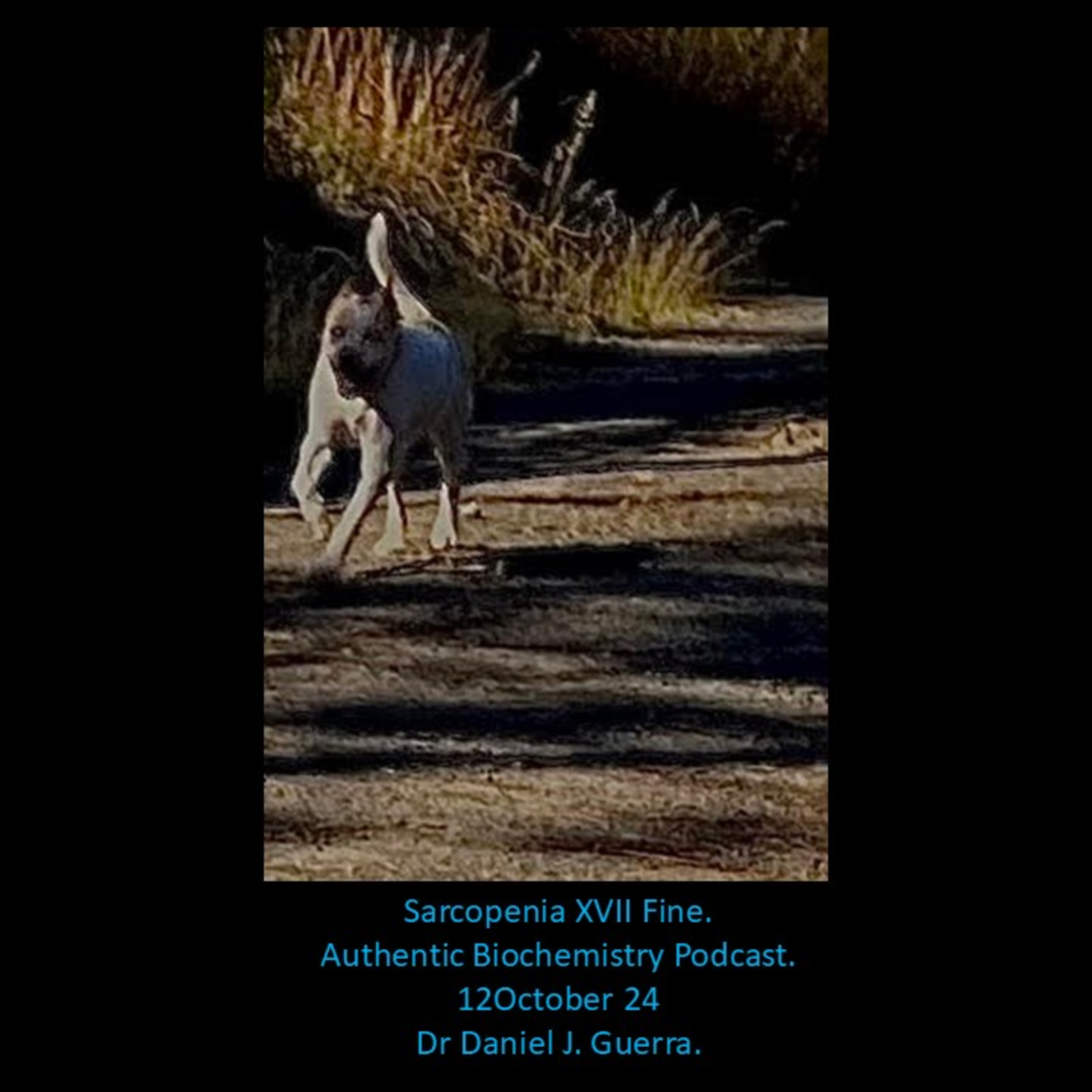 Sarcopenia XVII Fine. Authentic Biochemistry Podcast. 12October 24 Dr Daniel J. Guerra.