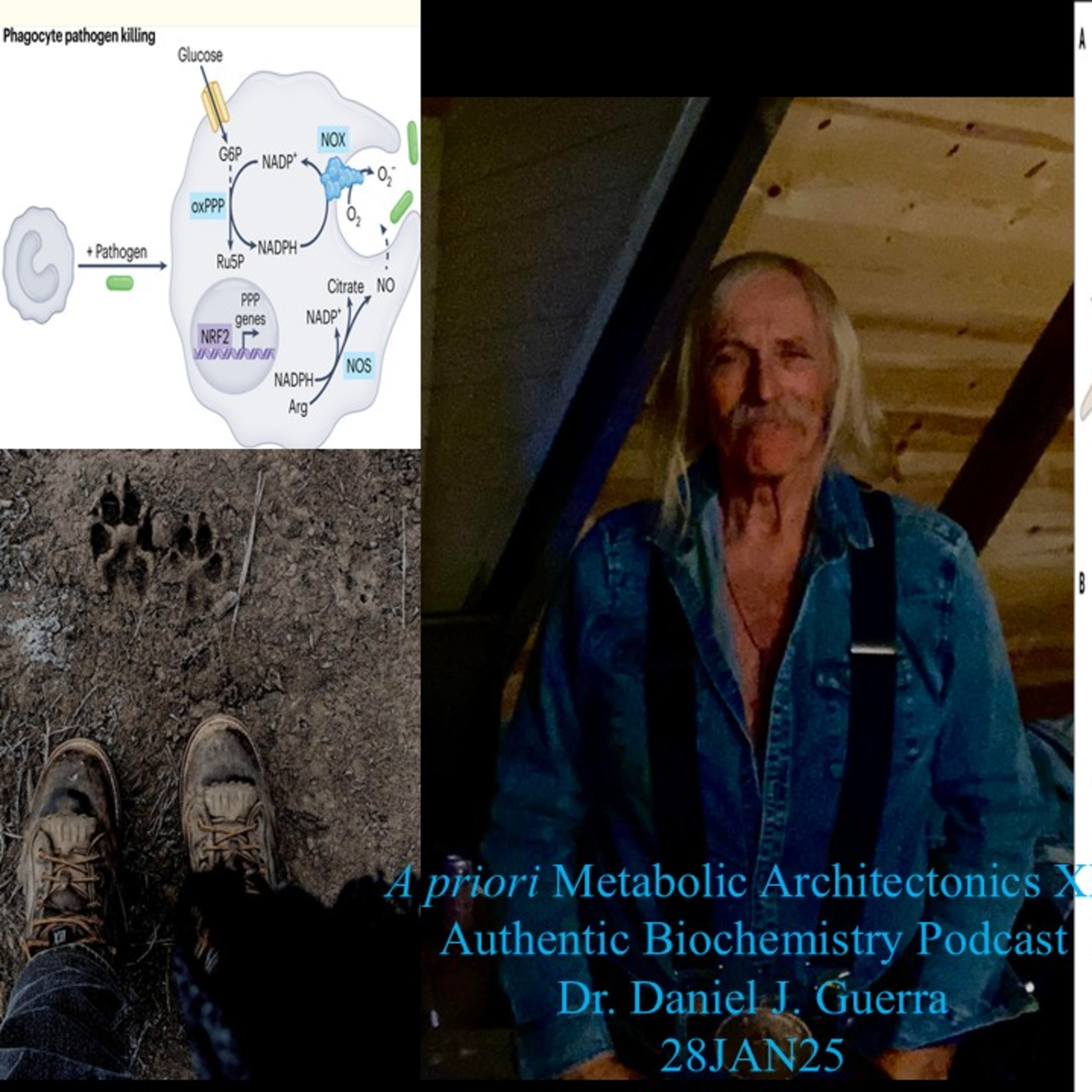 Authentic Biochemistry