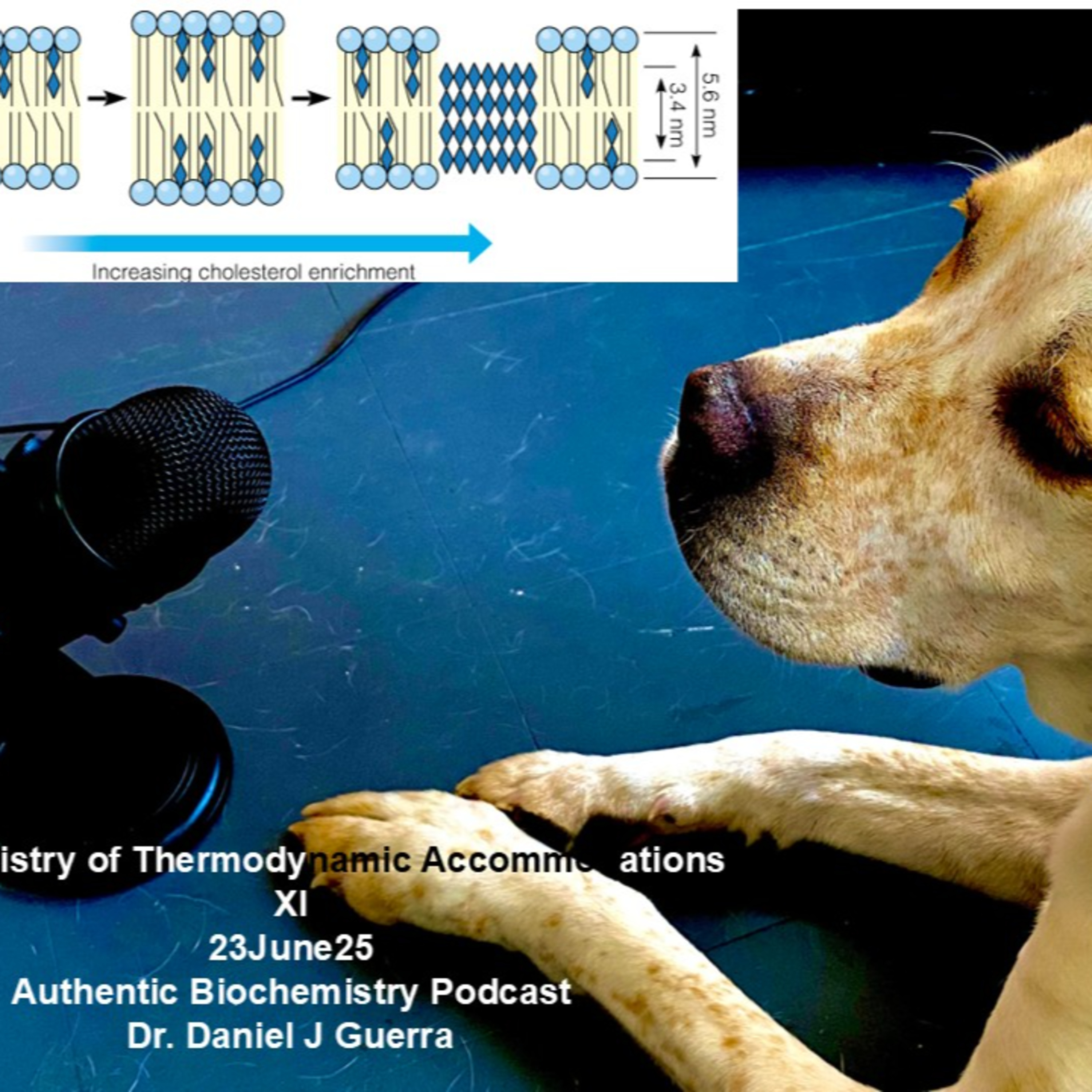 Biochemistry of Thermodynamic Accommodations. XI 23June25 Authentic Biochemistry Podcast Dr. Daniel J Guerra