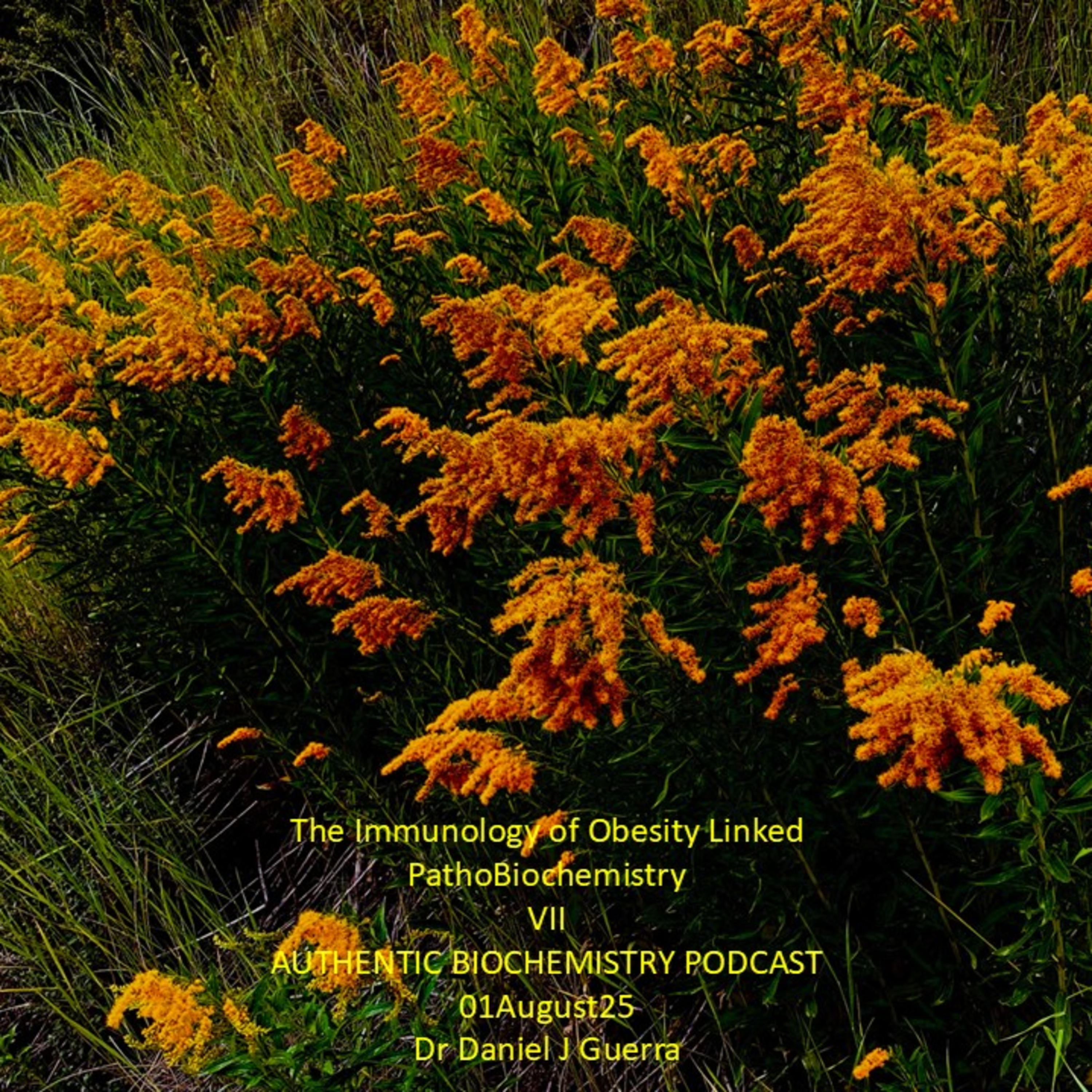 The Immunology of Obesity Linked PathoBiochemistry VII AUTHENTIC BIOCHEMISTRY PODCAST 01August25 Dr Daniel J Guerra