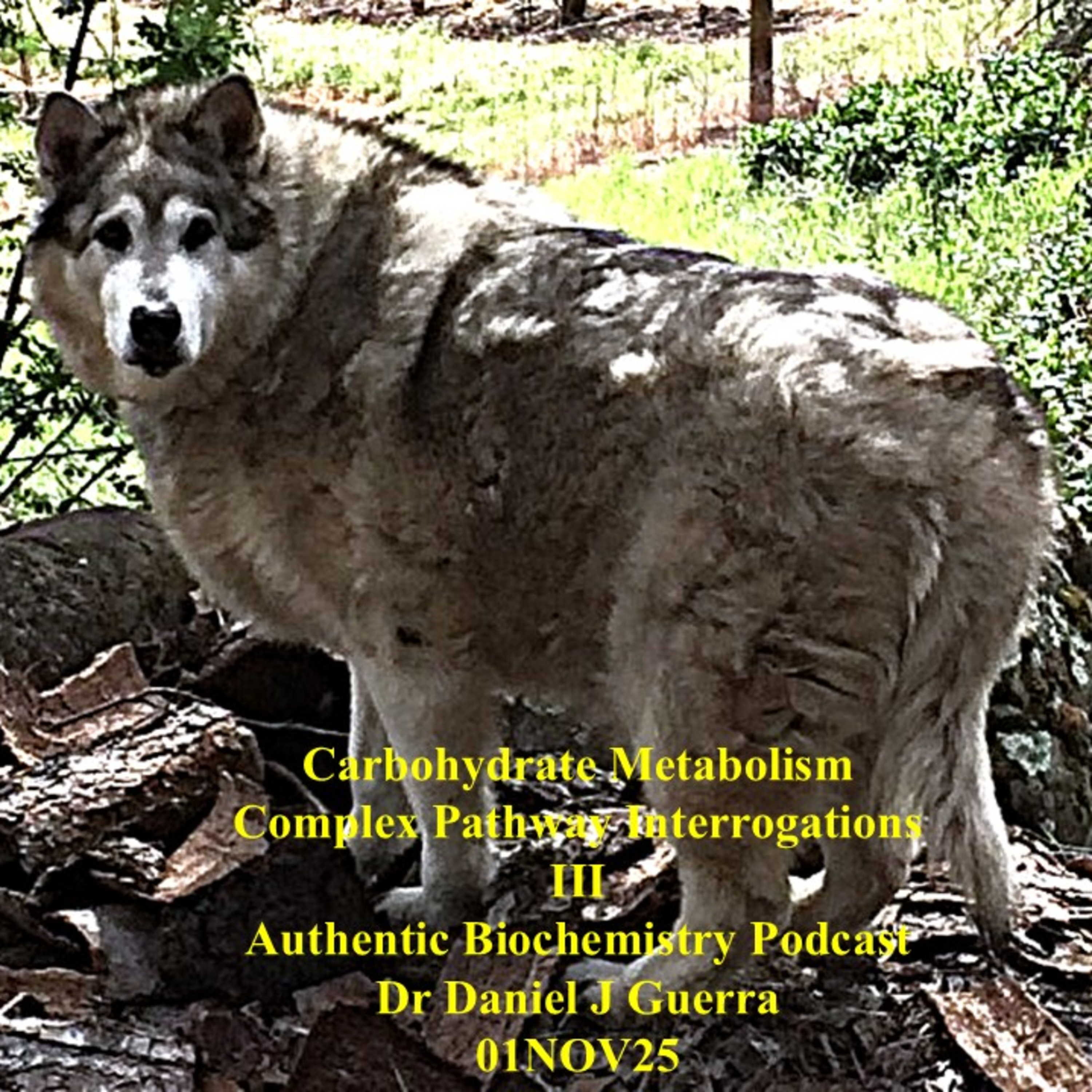 Carbohydrate Metabolism Complex Pathway Interrogations III Authentic Biochemistry Podcast Dr Daniel J Guerra 01NOV25