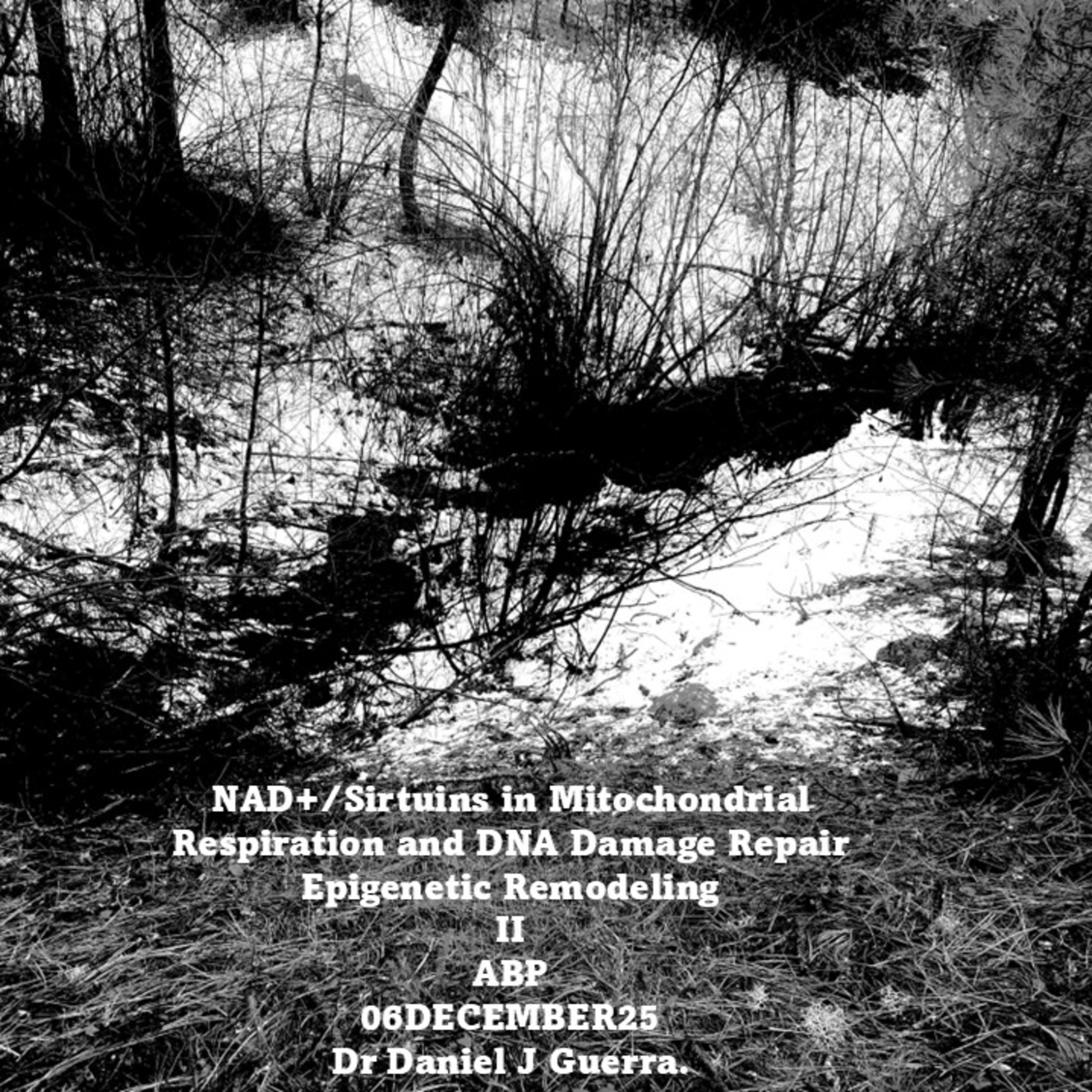 NAD+/Sirtuins in Mitochondrial Respiration and DNA Damage Repair Epigenetic Remodeling II ABP 06DECEMBER25 Dr Daniel J Guerra.