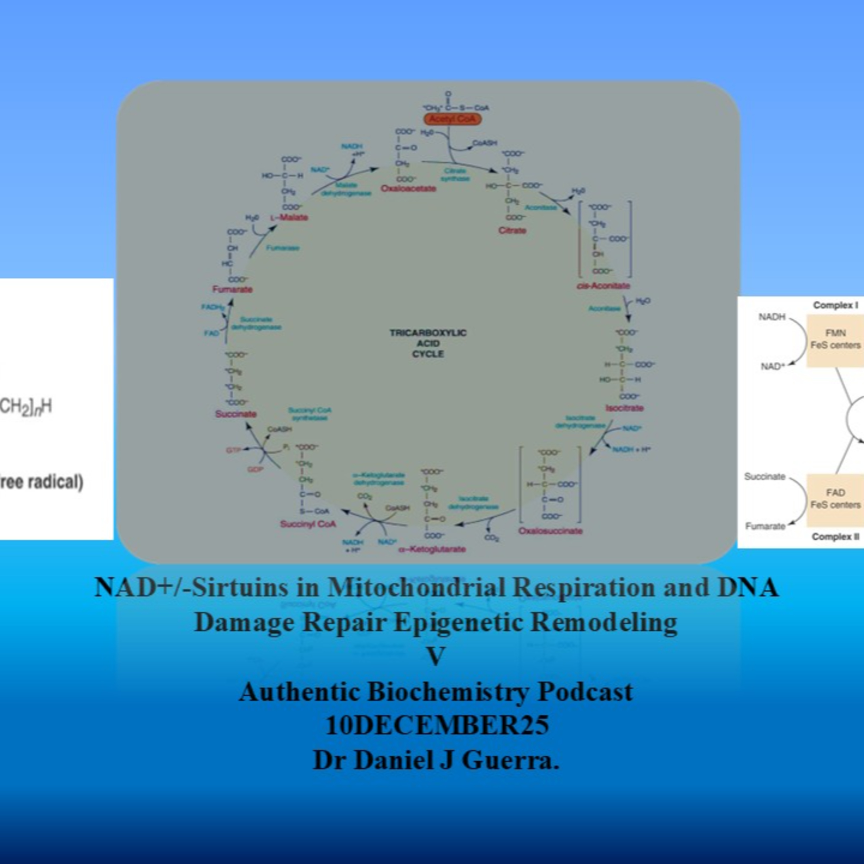 NAD+/-Sirtuins in Mitochondrial Respiration and DNA Damage Repair Epigenetic Remodeling V Authentic Biochemistry Podcast 10DECEMBER25 Dr Daniel J Guerra. NAD+/-Sirtuins in Mitochondrial Respiration and DNA Damage Repair Epigenetic Remodeling V Authentic Biochemistry Podcast 10DECEMBER25 Dr Daniel J Guerra.